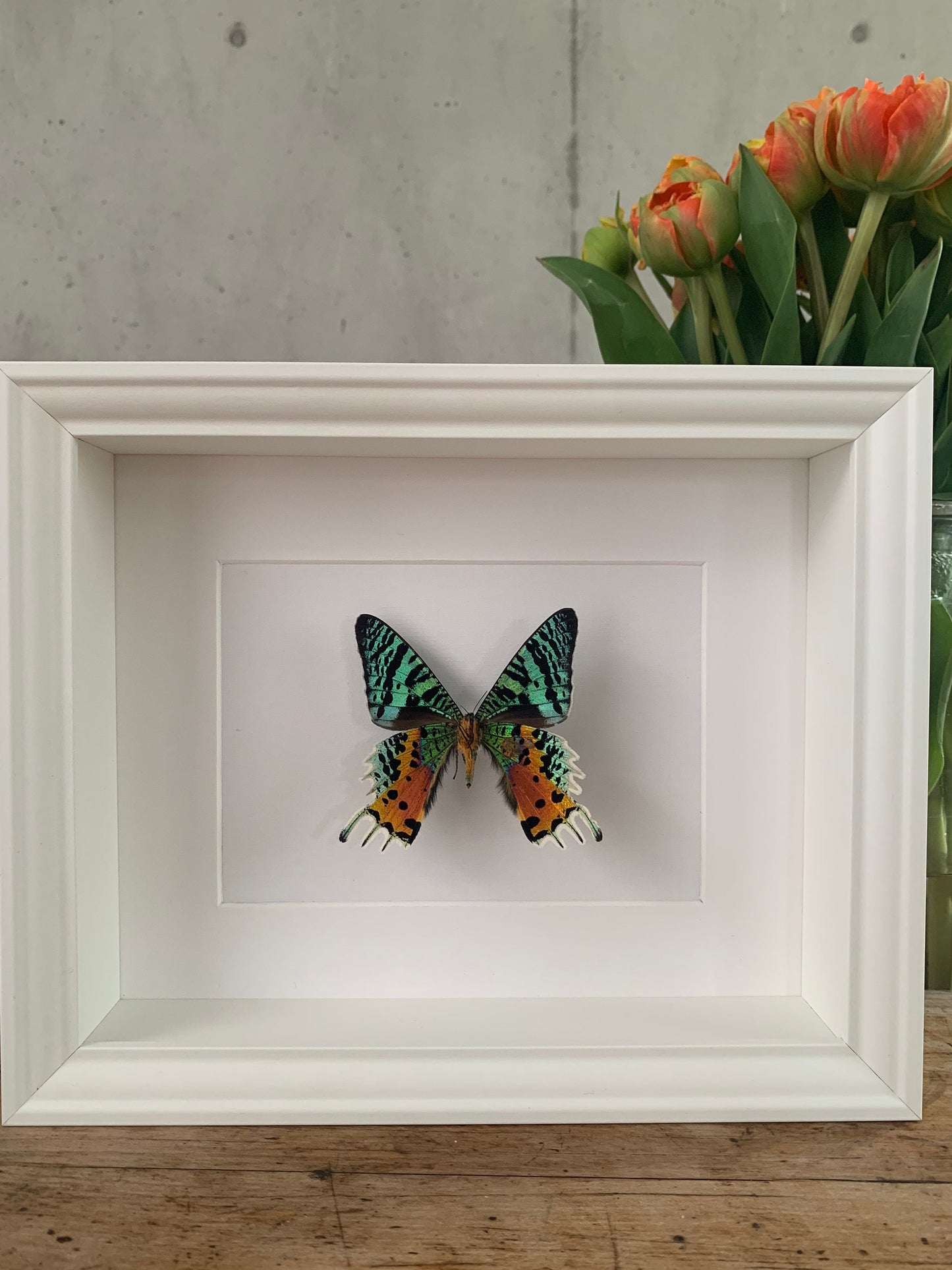REGENBOGENFALTER - CHRYSIRIDIA RHIPHEUS - Urania ripheus - Sonnenuntergangsfalter Schmetterling im Rahmen - Präparat - Insekt