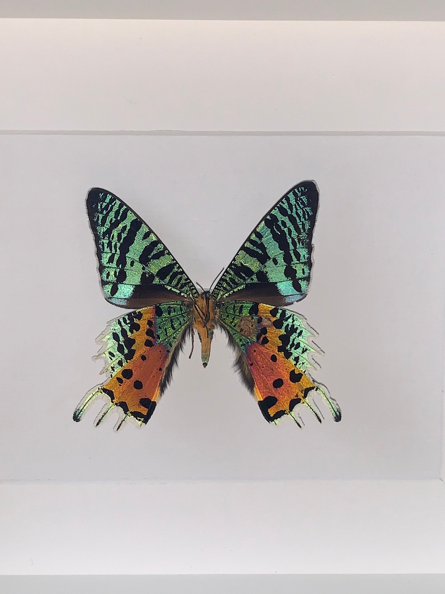 REGENBOGENFALTER - CHRYSIRIDIA RHIPHEUS - Urania ripheus - Sonnenuntergangsfalter Schmetterling im Rahmen - Präparat - Insekt