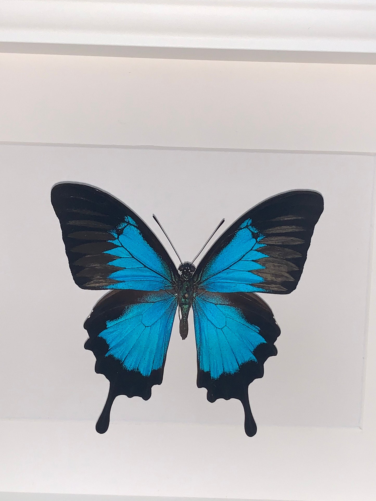 BERGSCHWALBENSCHWANZ - PAPILIO ULYSSES -  Schmetterling im Rahmen - Präparat - Insekt