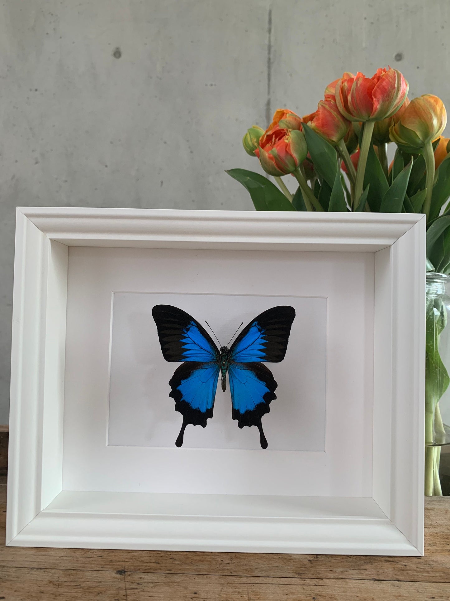 BERGSCHWALBENSCHWANZ - PAPILIO ULYSSES -  Schmetterling im Rahmen - Präparat - Insekt