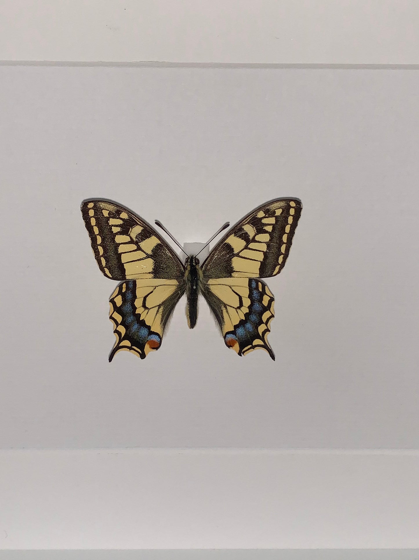 SCHWALBENSCHWANZ - PAPILIO MACHAON - Schmetterling im Rahmen - Präparat - Insekt