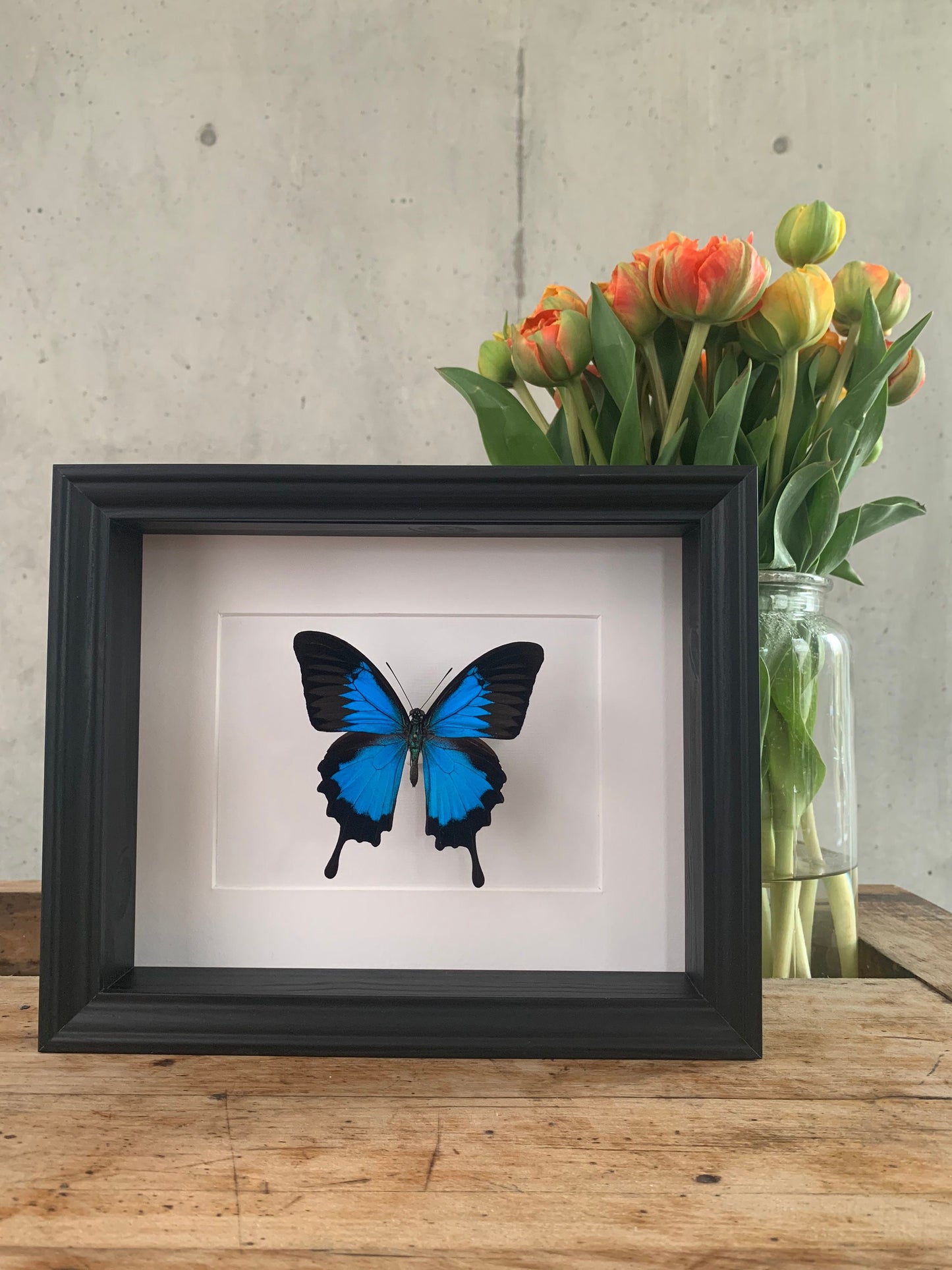 BERGSCHWALBENSCHWANZ - PAPILIO ULYSSES -  Schmetterling im Rahmen - Präparat - Insekt