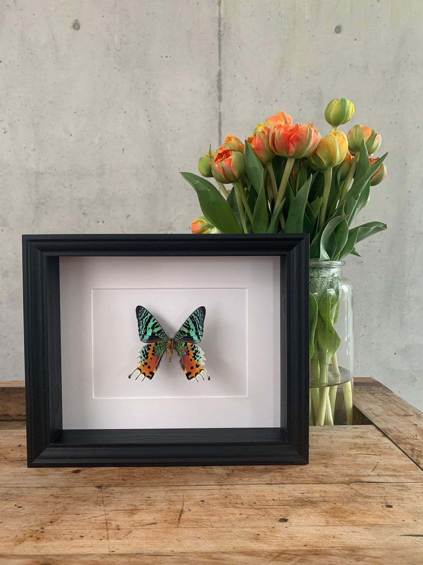 REGENBOGENFALTER - CHRYSIRIDIA RHIPHEUS - Urania ripheus - Sonnenuntergangsfalter Schmetterling im Rahmen - Präparat - Insekt