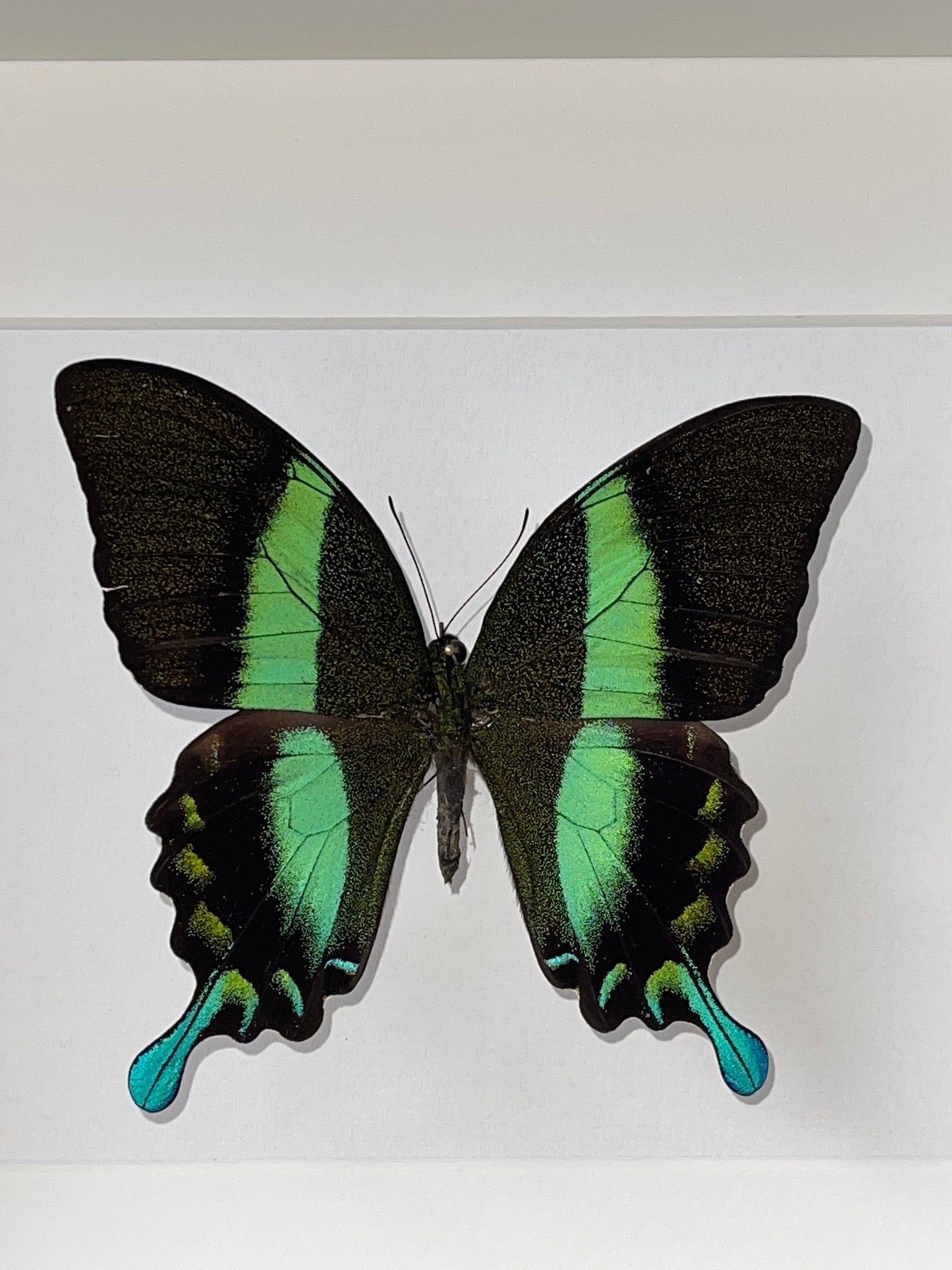 PAPILIO BLUMEI - Schmetterling im Rahmen - Präparat - Insekt