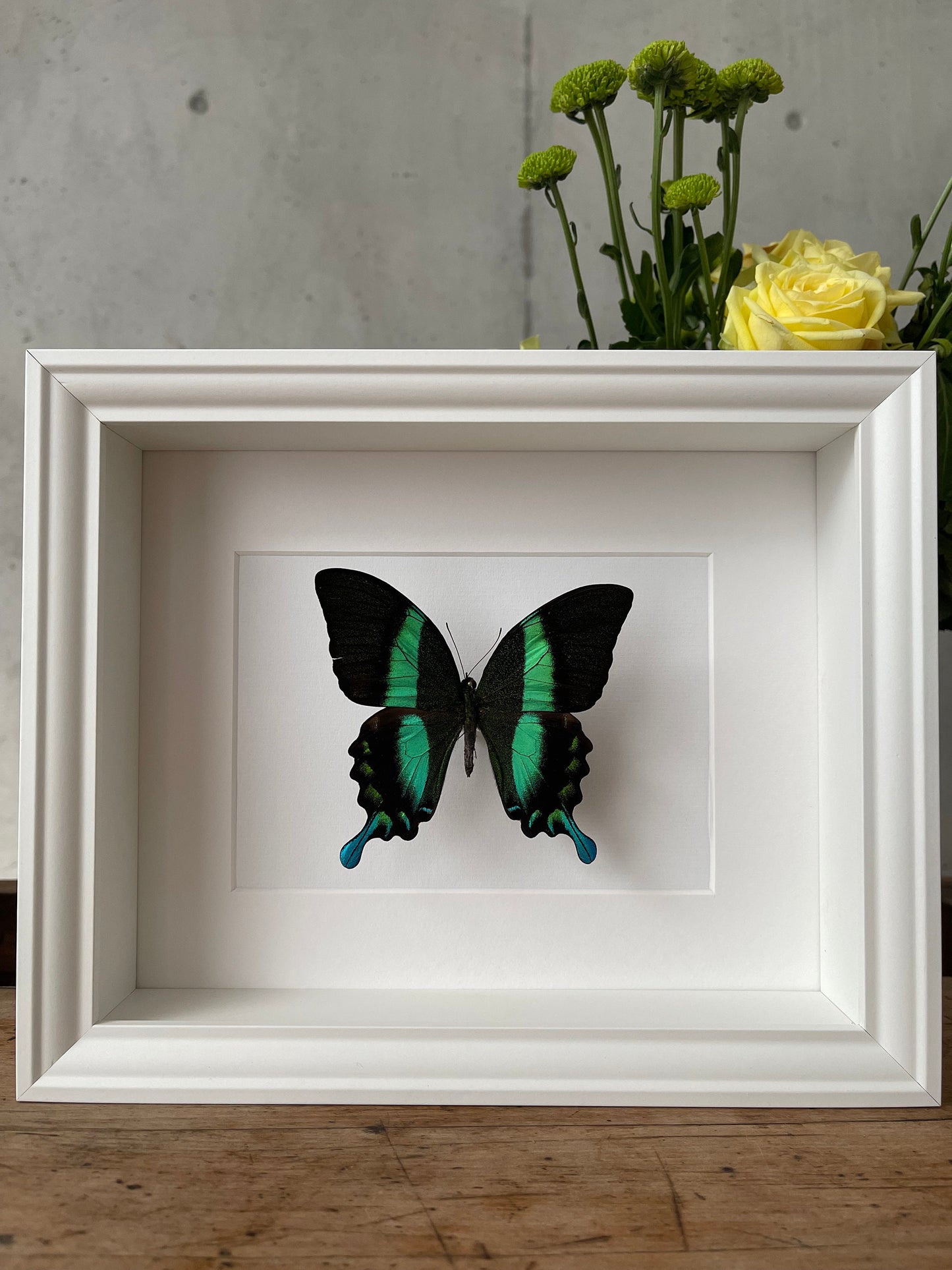 PAPILIO BLUMEI - Schmetterling im Rahmen - Präparat - Insekt