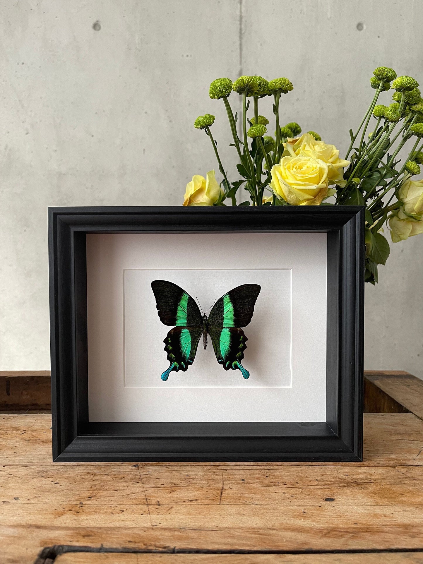 PAPILIO BLUMEI - Schmetterling im Rahmen - Präparat - Insekt