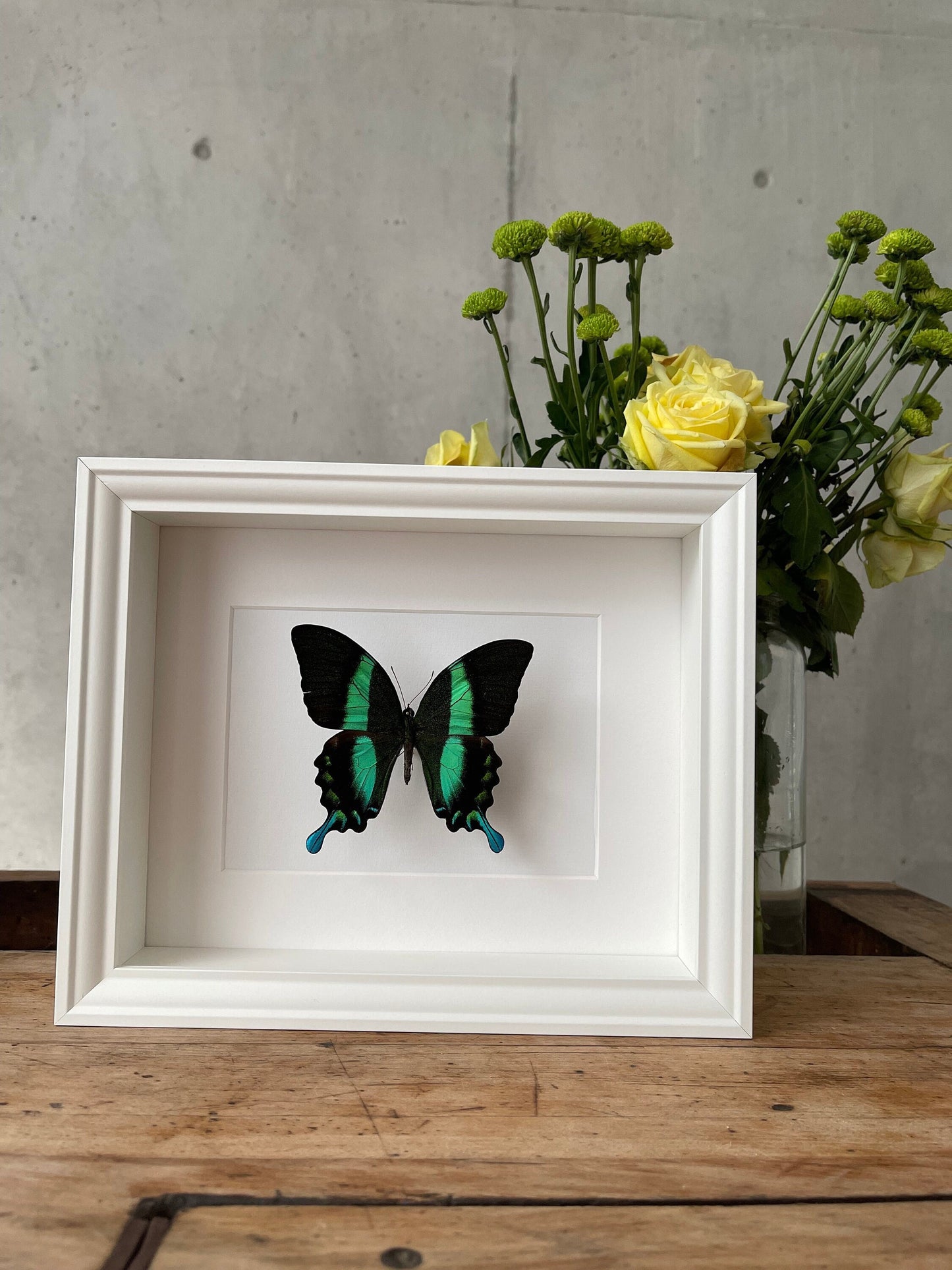 PAPILIO BLUMEI - Schmetterling im Rahmen - Präparat - Insekt