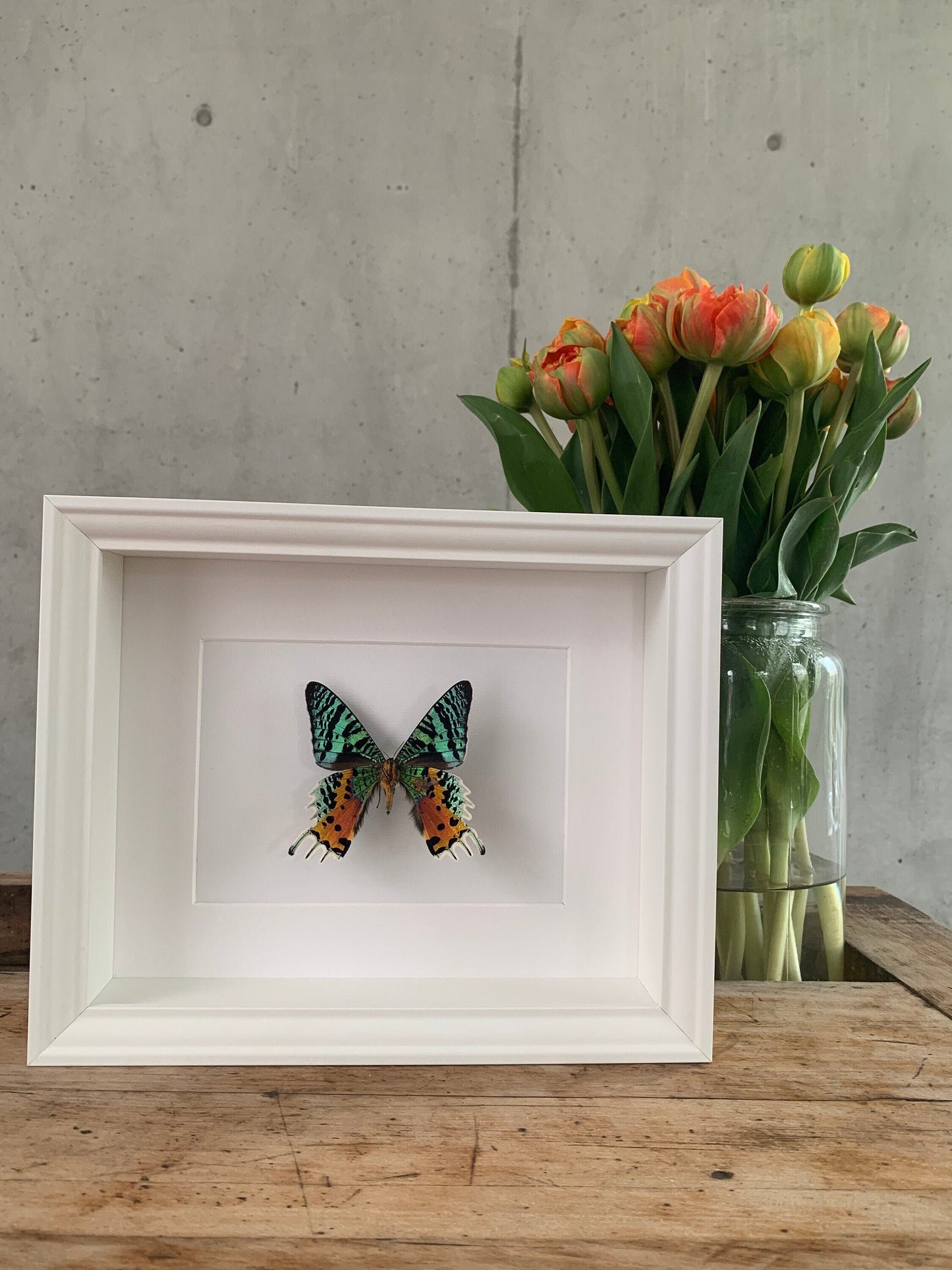 REGENBOGENFALTER - CHRYSIRIDIA RHIPHEUS - Urania ripheus - Sonnenuntergangsfalter Schmetterling im Rahmen - Präparat - Insekt