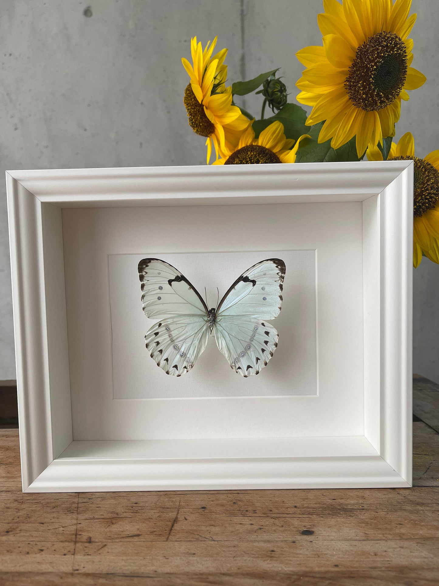 WEISSHIMMELSFALTER - MORPHO CATENARIA - Schmetterling im Rahmen - Präparat - Insekt