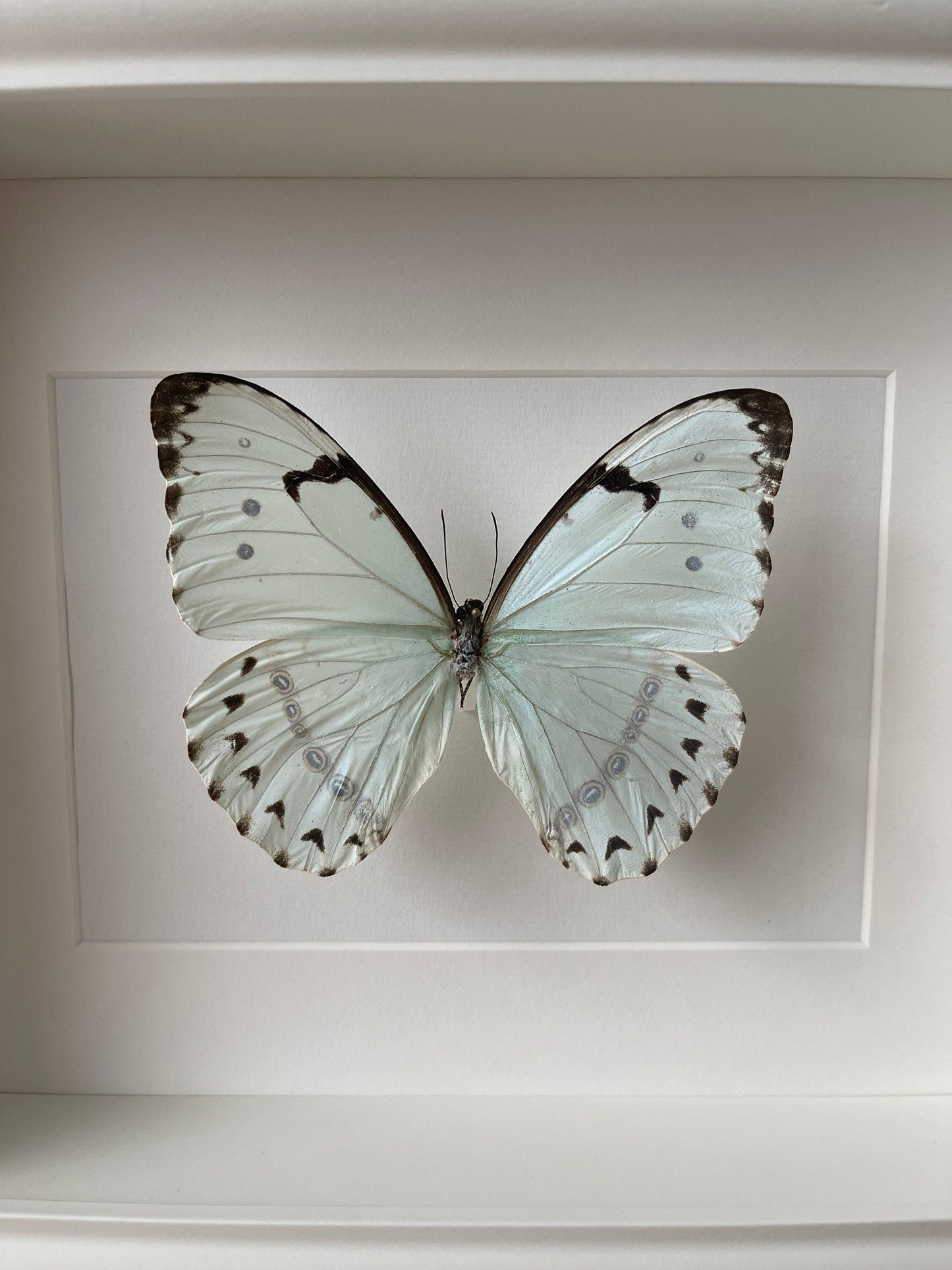WEISSHIMMELSFALTER - MORPHO CATENARIA - Schmetterling im Rahmen - Präparat - Insekt
