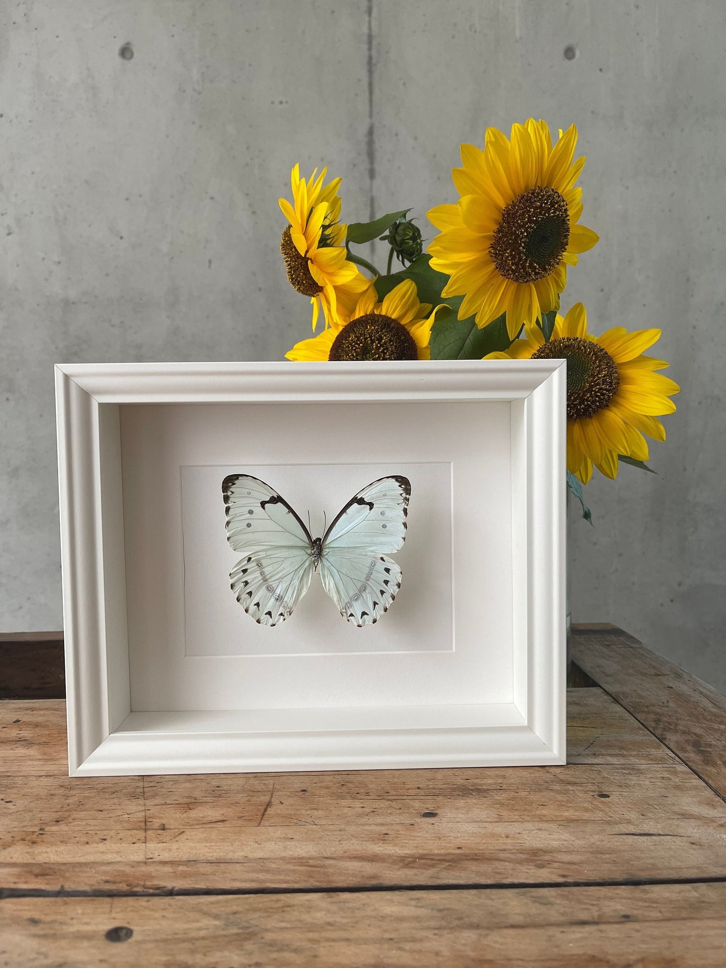 WEISSHIMMELSFALTER - MORPHO CATENARIA - Schmetterling im Rahmen - Präparat - Insekt