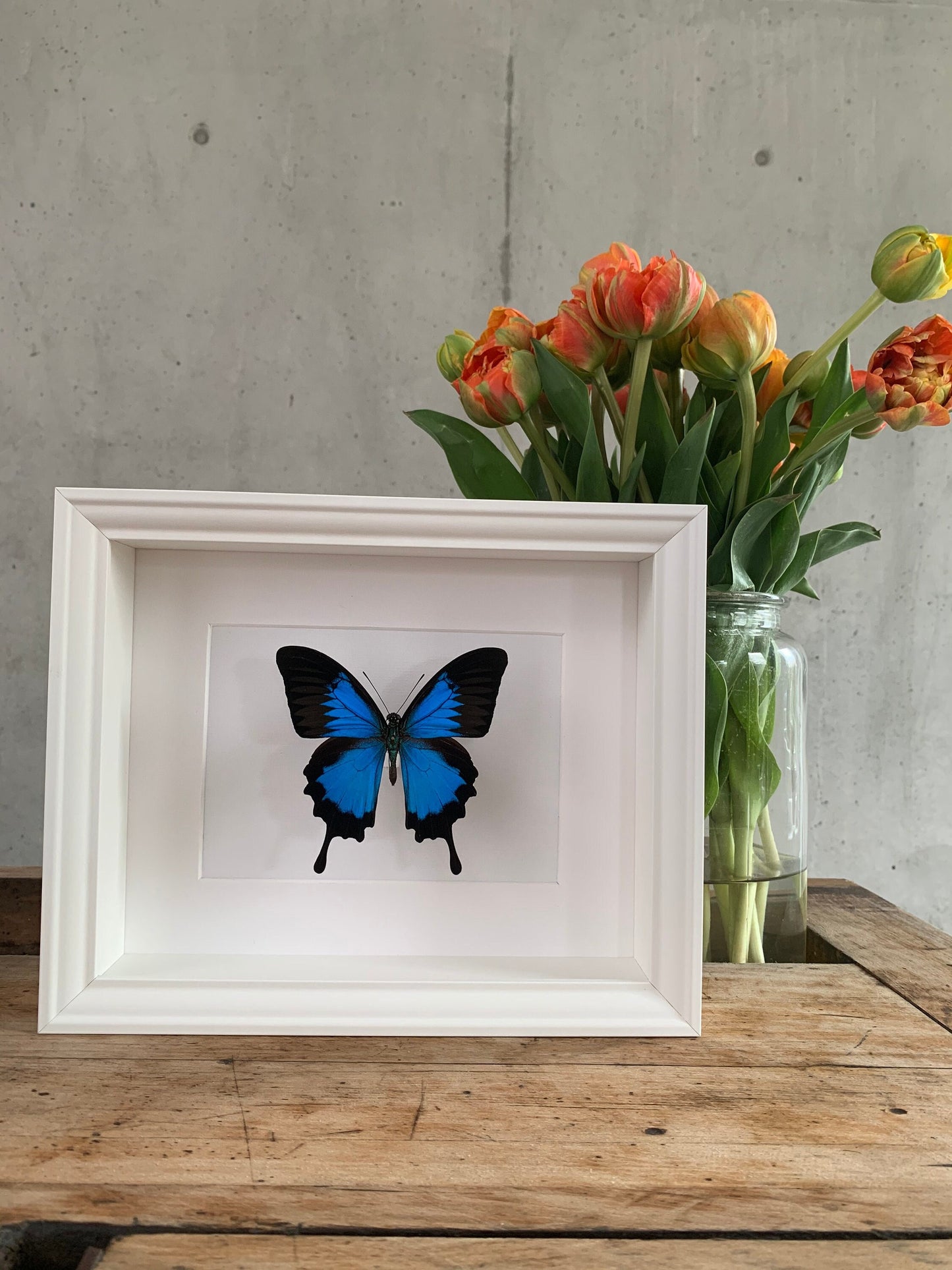 BERGSCHWALBENSCHWANZ - PAPILIO ULYSSES -  Schmetterling im Rahmen - Präparat - Insekt