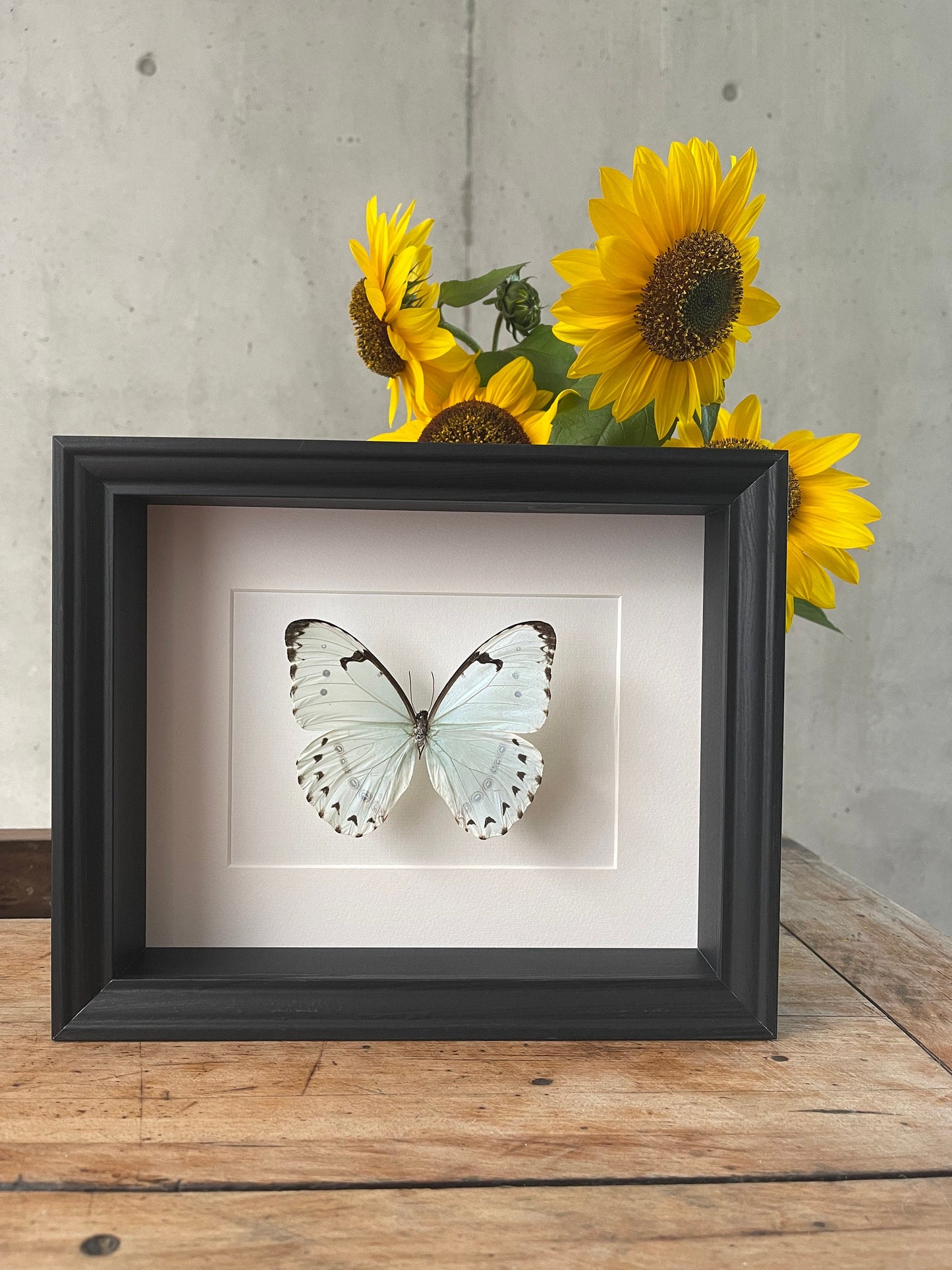 WEISSHIMMELSFALTER - MORPHO CATENARIA - Schmetterling im Rahmen - Präparat - Insekt