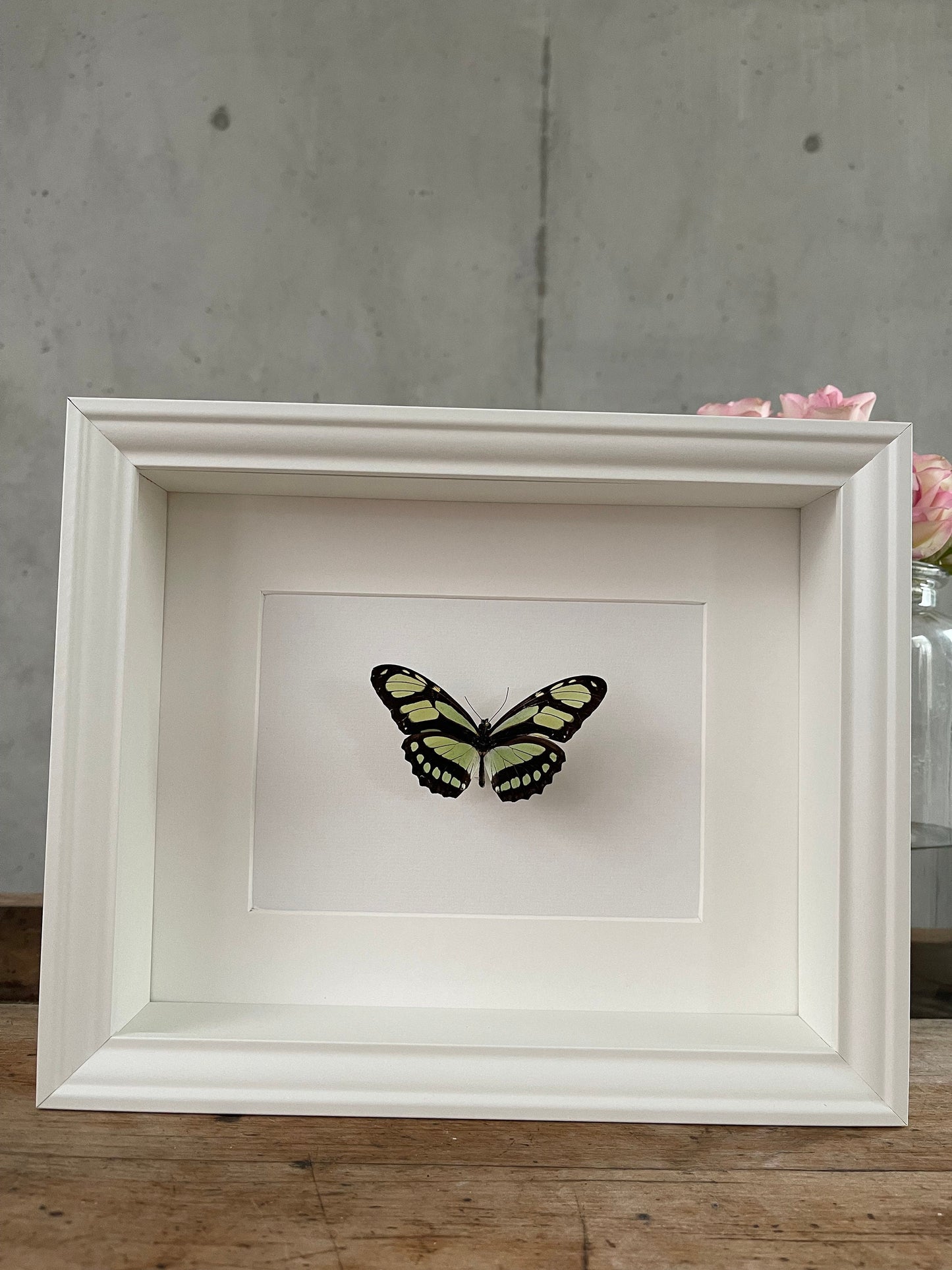 PRACHT PASSIONSFALTER - Philaethria dido - Schmetterling im Rahmen - Präparat - Insekt