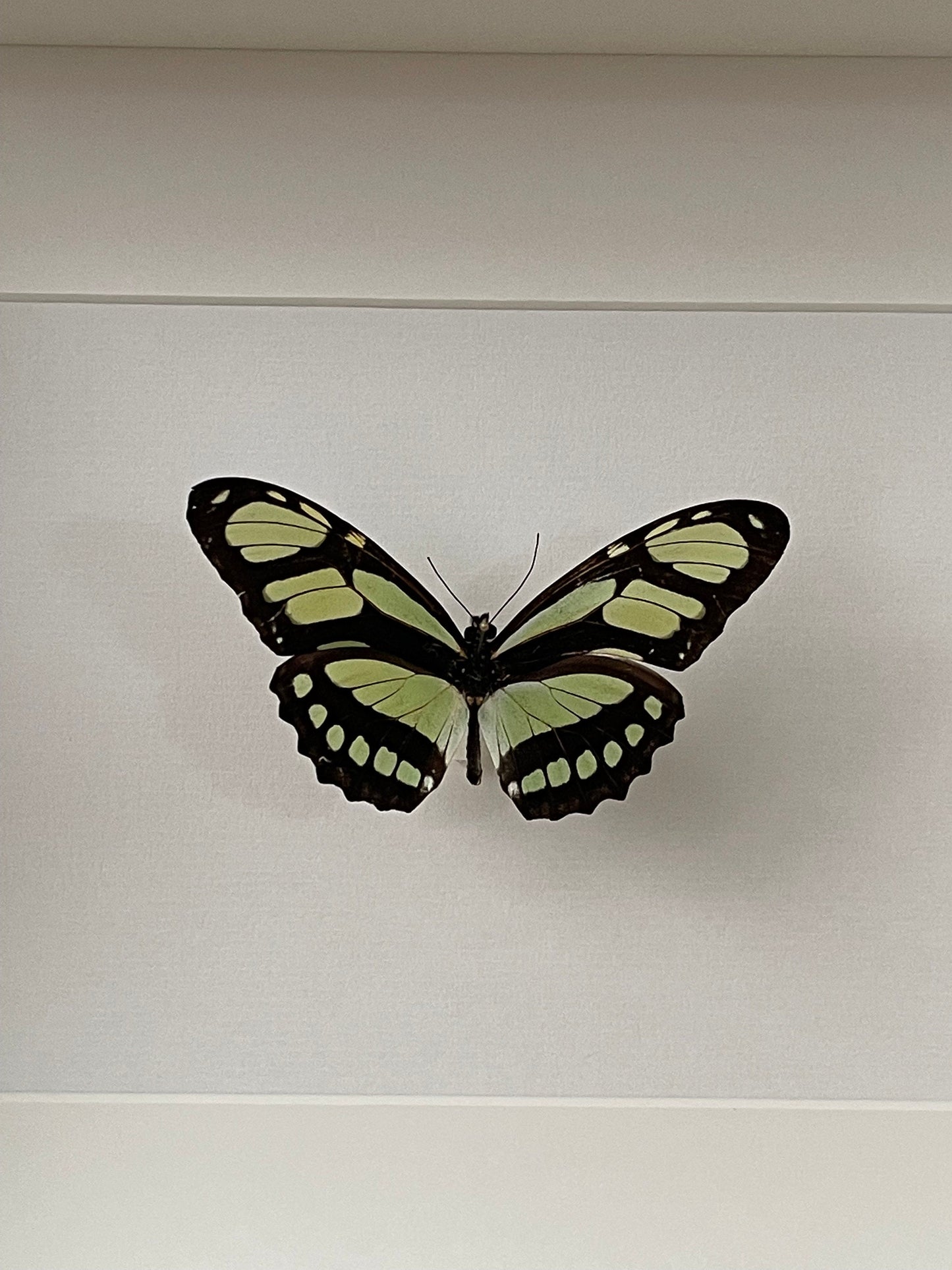 PRACHT PASSIONSFALTER - Philaethria dido - Schmetterling im Rahmen - Präparat - Insekt