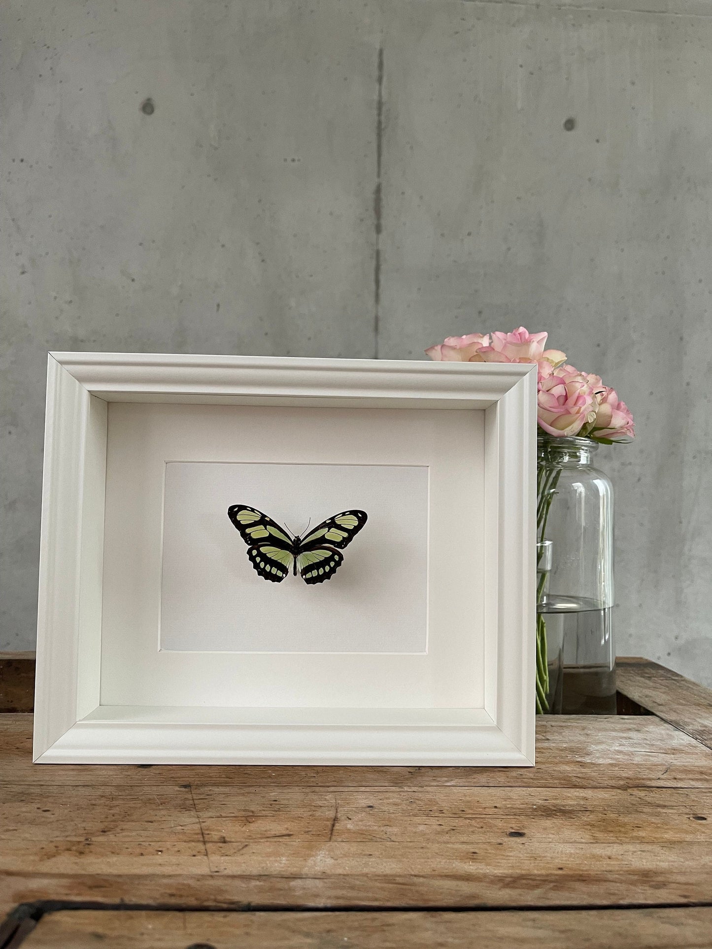 PRACHT PASSIONSFALTER - Philaethria dido - Schmetterling im Rahmen - Präparat - Insekt