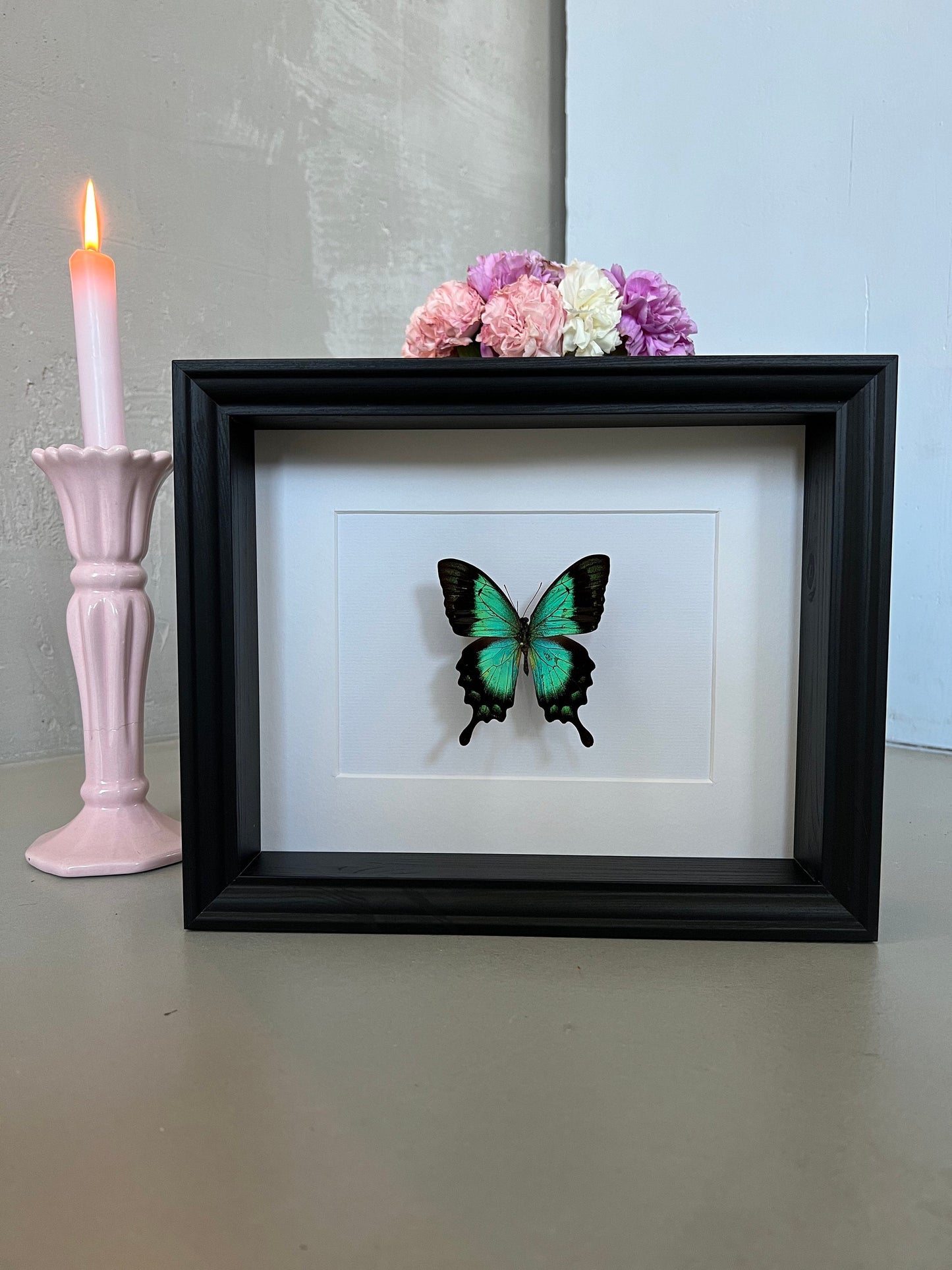 MEERGRÜNER SCHWALBENSCHWANZ - Papilio lorquinianus - Schmetterling im Rahmen - Präparat - Insekt - Deko