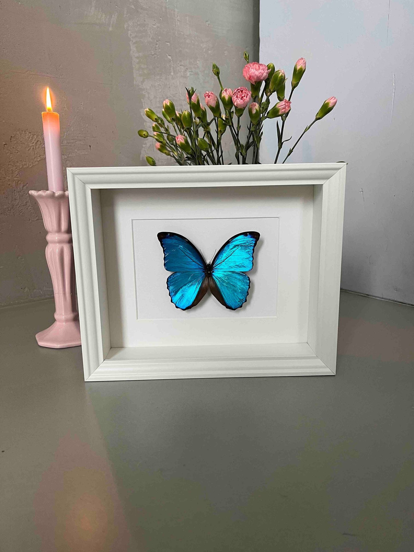 HIMMELSFALTER - MORPHO MENELAUS - Schmetterling im Rahmen - Präparat - Insekt