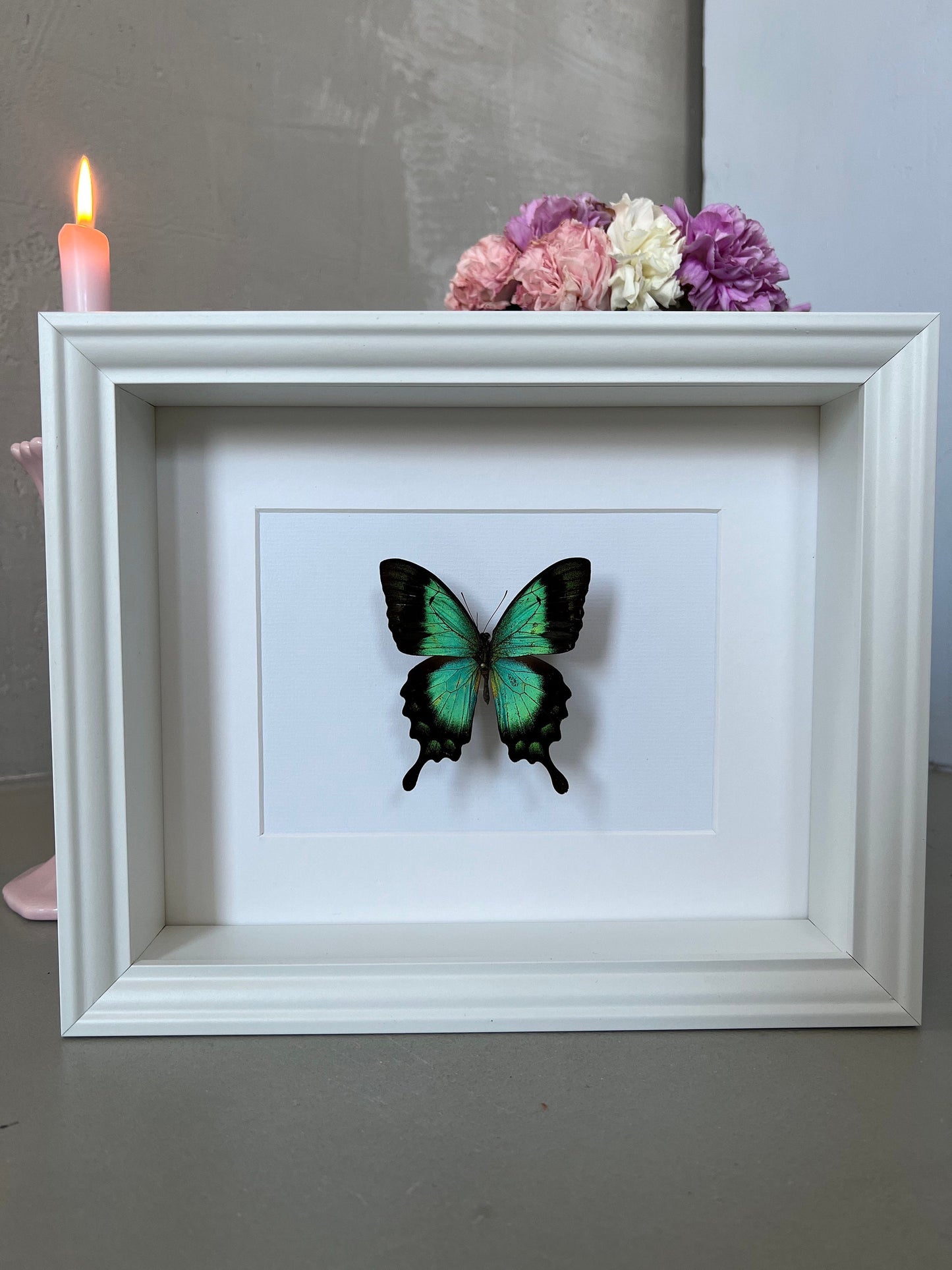 MEERGRÜNER SCHWALBENSCHWANZ - Papilio lorquinianus - Schmetterling im Rahmen - Präparat - Insekt - Deko