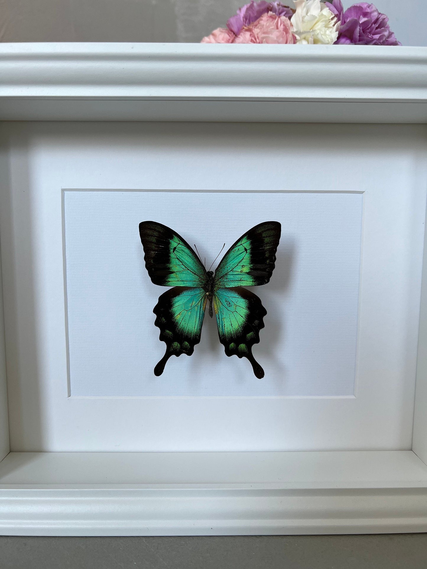 MEERGRÜNER SCHWALBENSCHWANZ - Papilio lorquinianus - Schmetterling im Rahmen - Präparat - Insekt - Deko