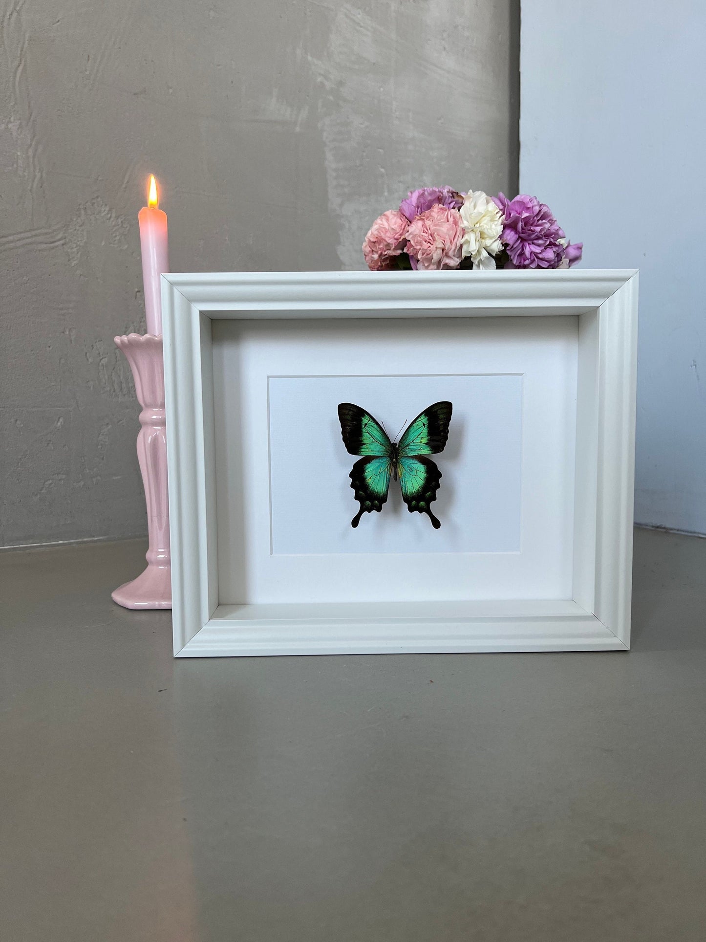 MEERGRÜNER SCHWALBENSCHWANZ - Papilio lorquinianus - Schmetterling im Rahmen - Präparat - Insekt - Deko