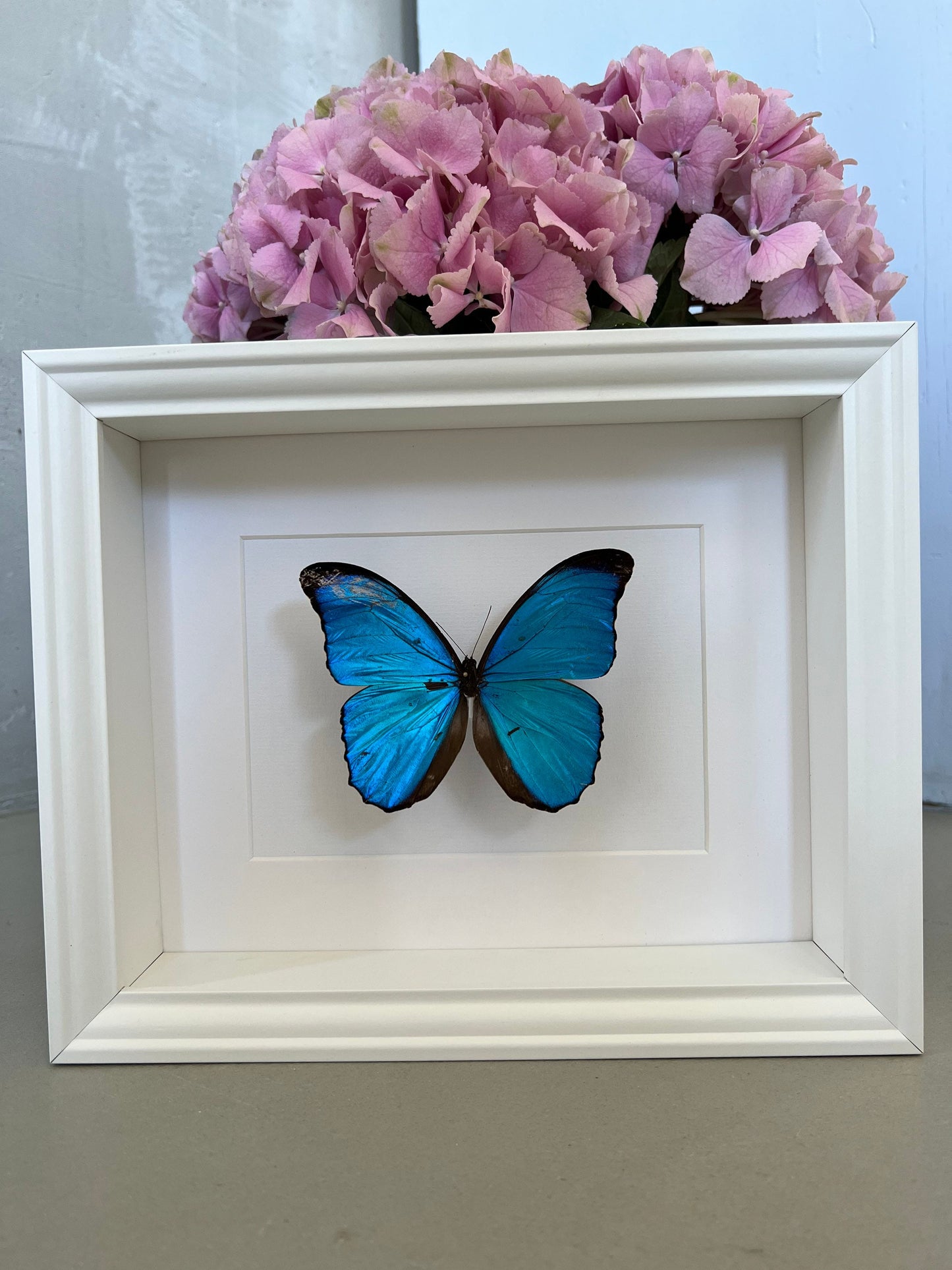 HIMMELSFALTER - MORPHO MENELAUS - Schmetterling im Rahmen - Präparat - Insekt