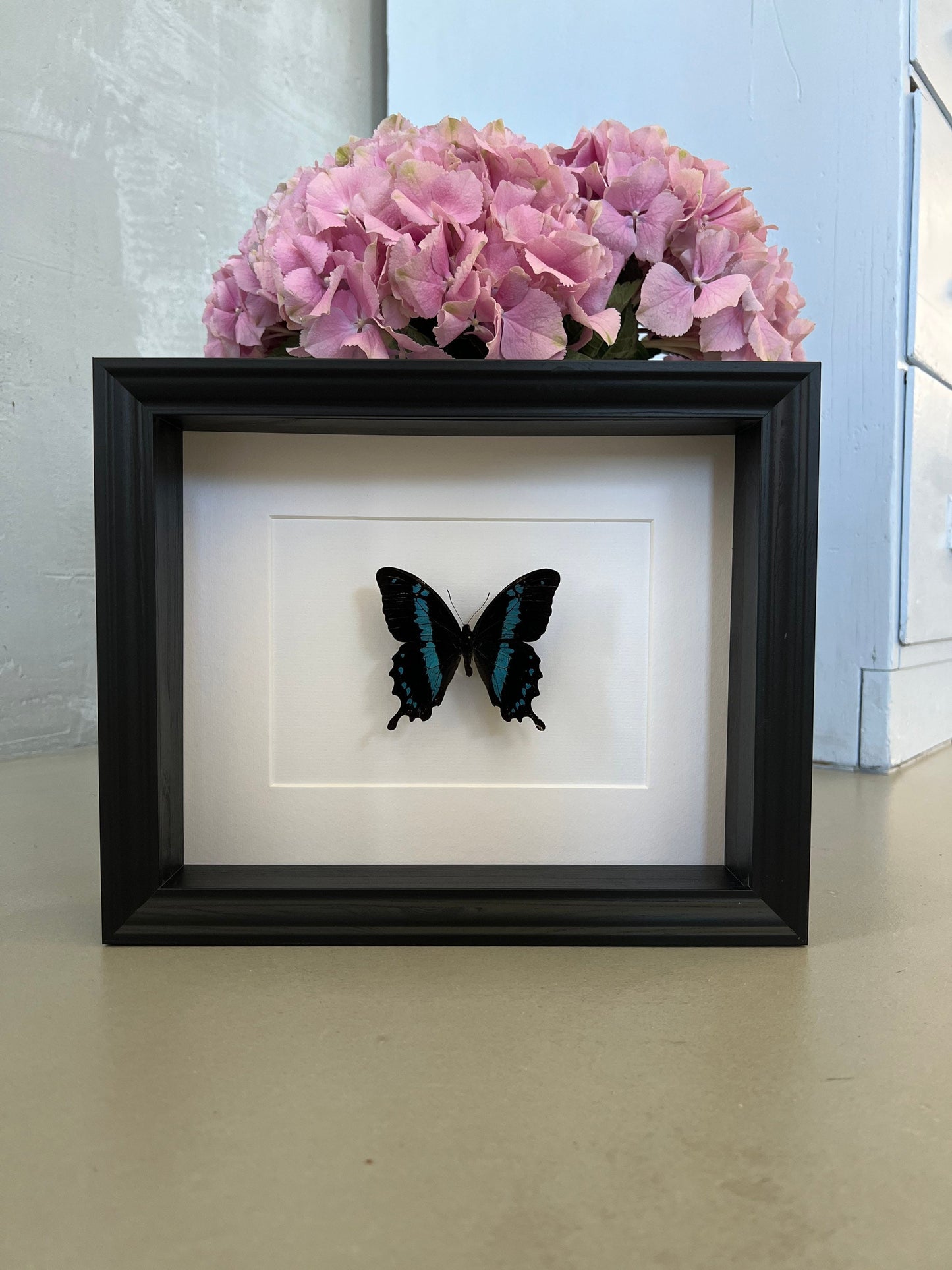 SCHWARZMEERFALTER - Papilio oribazus - Schmetterling im Rahmen - Präparat - Insekt