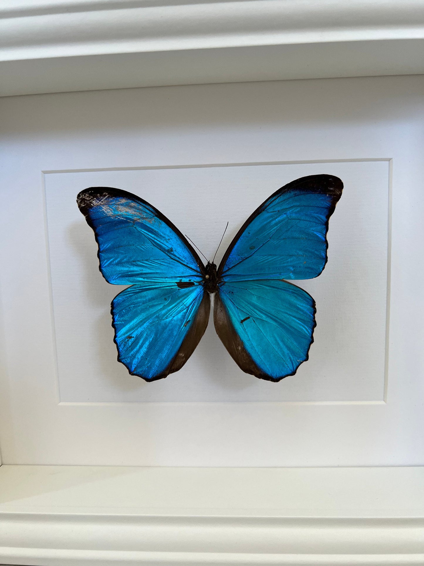 HIMMELSFALTER - MORPHO MENELAUS - Schmetterling im Rahmen - Präparat - Insekt