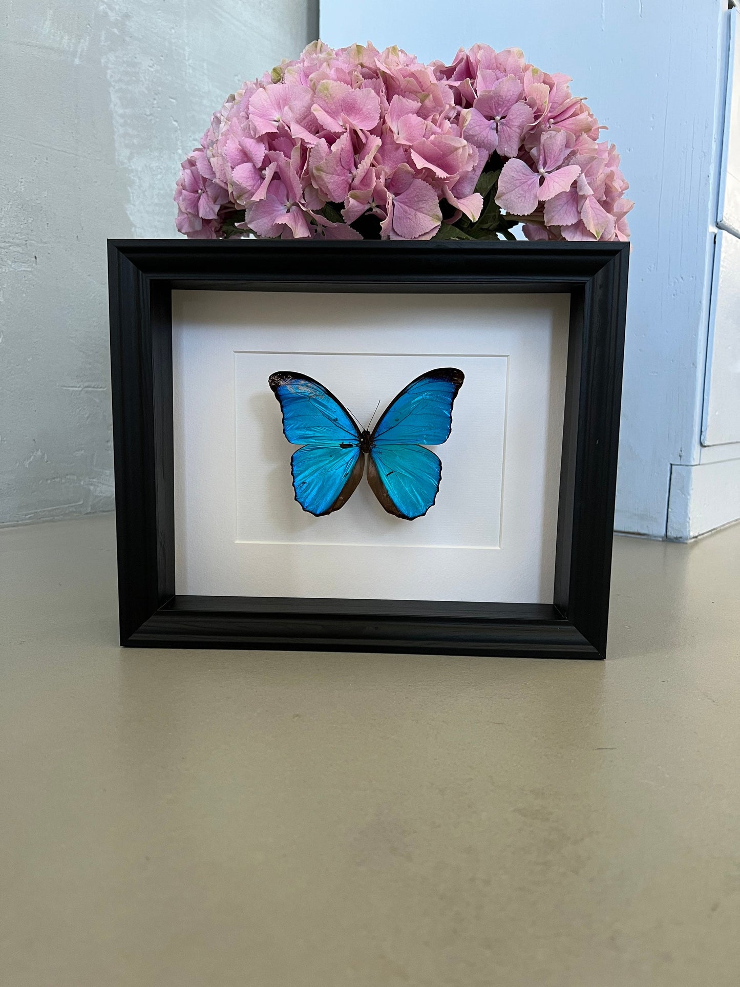 HIMMELSFALTER - MORPHO MENELAUS - Schmetterling im Rahmen - Präparat - Insekt