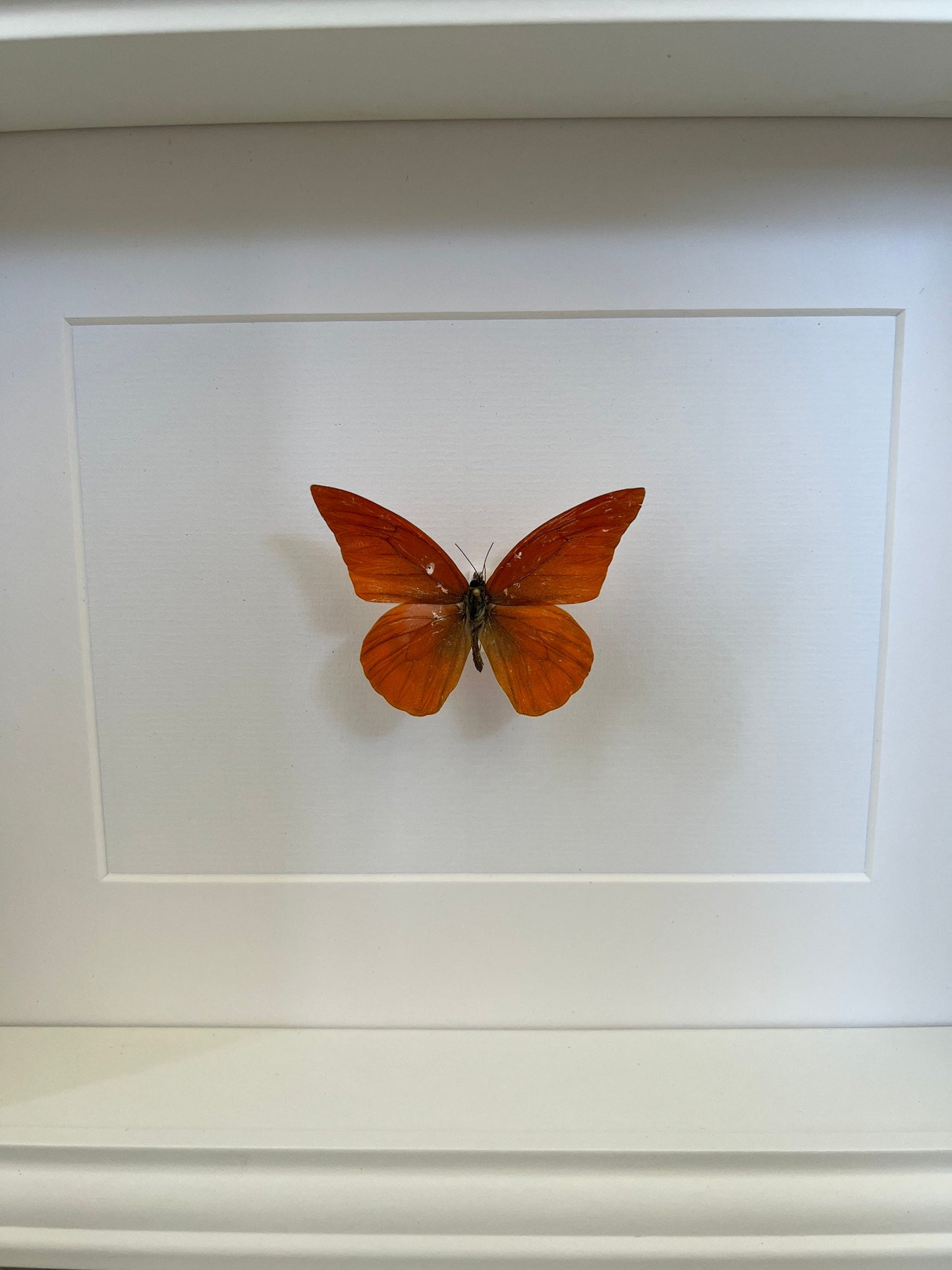 APRIKOFALTER - Appias Nero Zarinda - Schmetterling im Rahmen - Präparat - Insekt