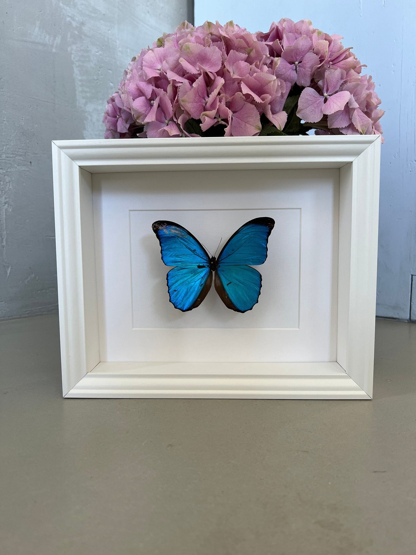 HIMMELSFALTER - MORPHO MENELAUS - Schmetterling im Rahmen - Präparat - Insekt