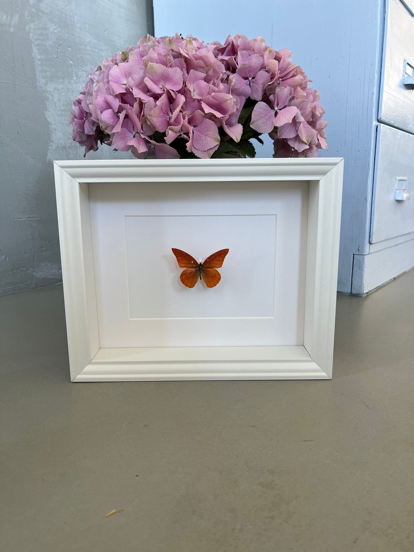APRIKOFALTER - Appias Nero Zarinda - Schmetterling im Rahmen - Präparat - Insekt
