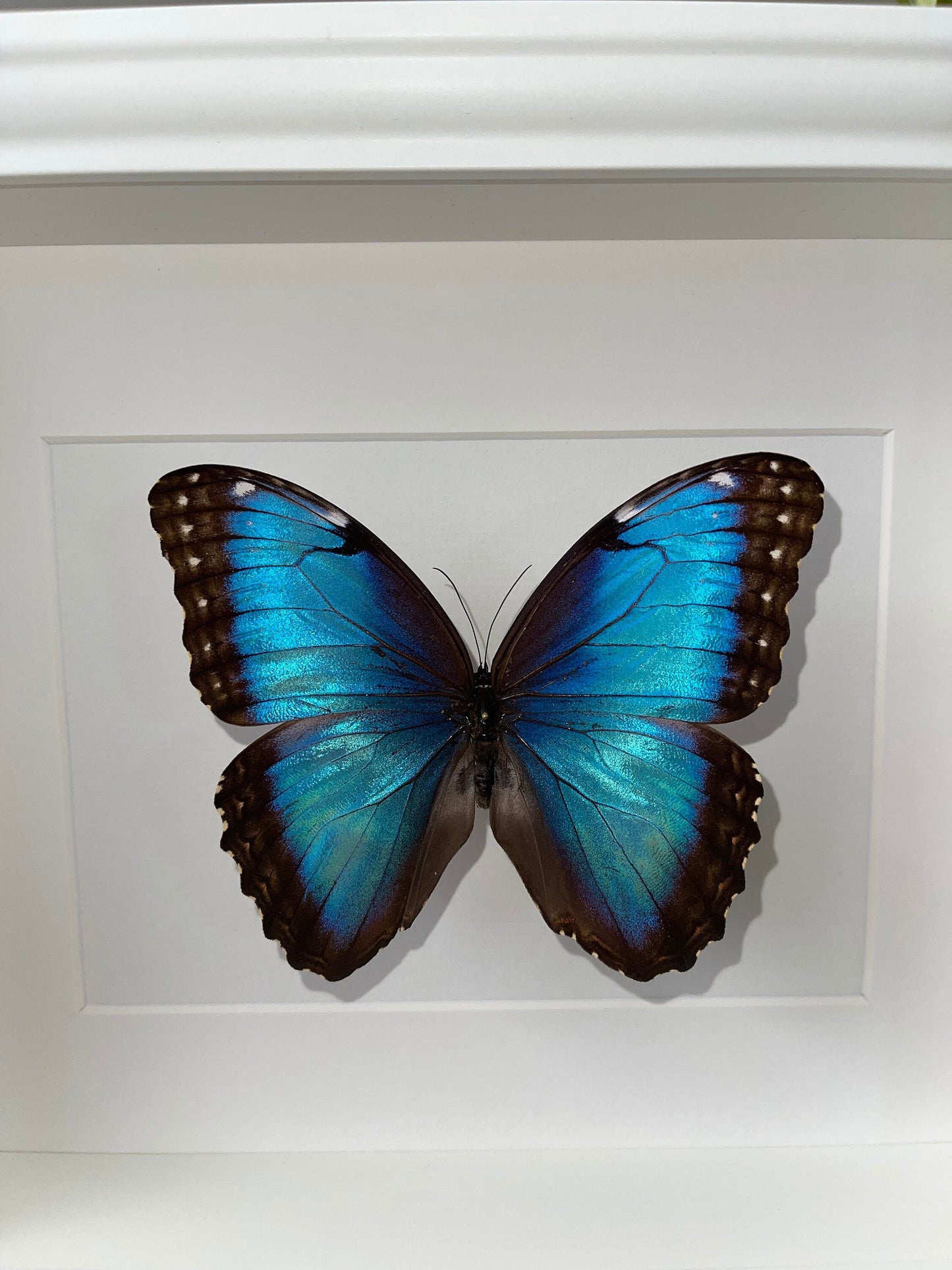 MORPHO HELENOR PELEIDES (Morphofalter / Himmelsfalter) Schmetterling im Rahmen - Präparat - Insekt
