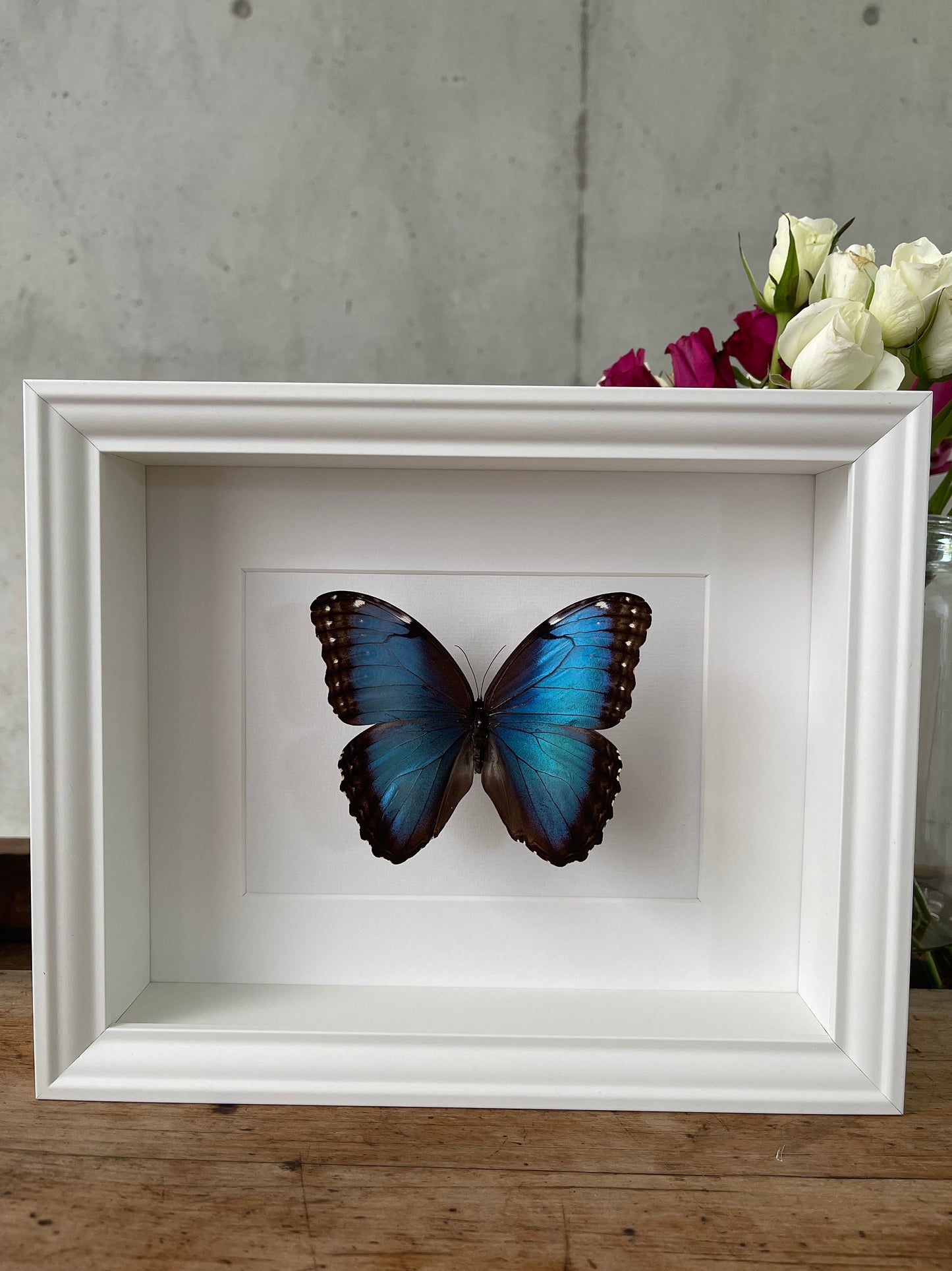 MORPHO HELENOR PELEIDES (Morphofalter / Himmelsfalter) Schmetterling im Rahmen - Präparat - Insekt