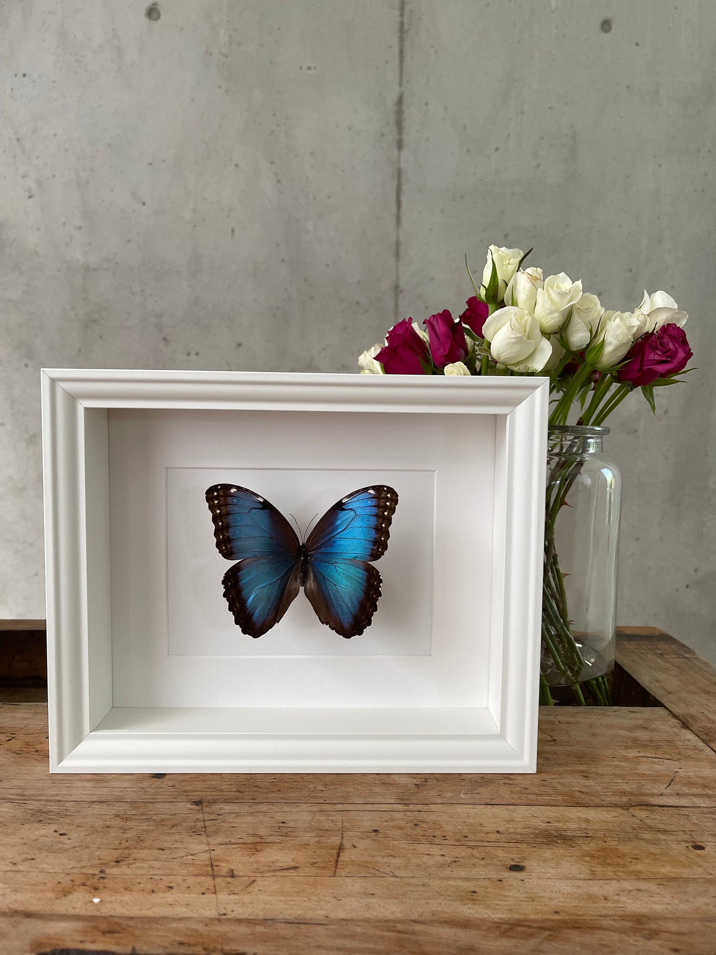 MORPHO HELENOR PELEIDES (Morphofalter / Himmelsfalter) Schmetterling im Rahmen - Präparat - Insekt