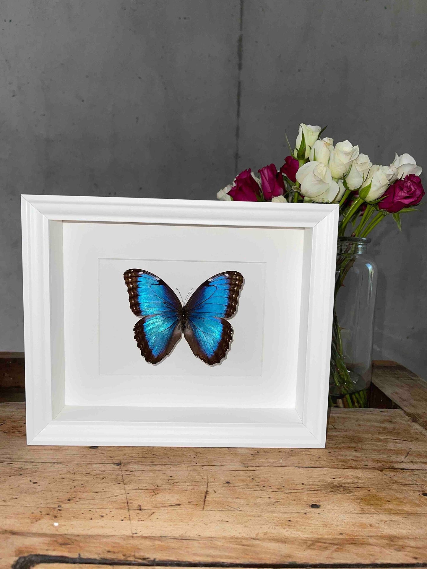 MORPHO HELENOR PELEIDES (Morphofalter / Himmelsfalter) Schmetterling im Rahmen - Präparat - Insekt