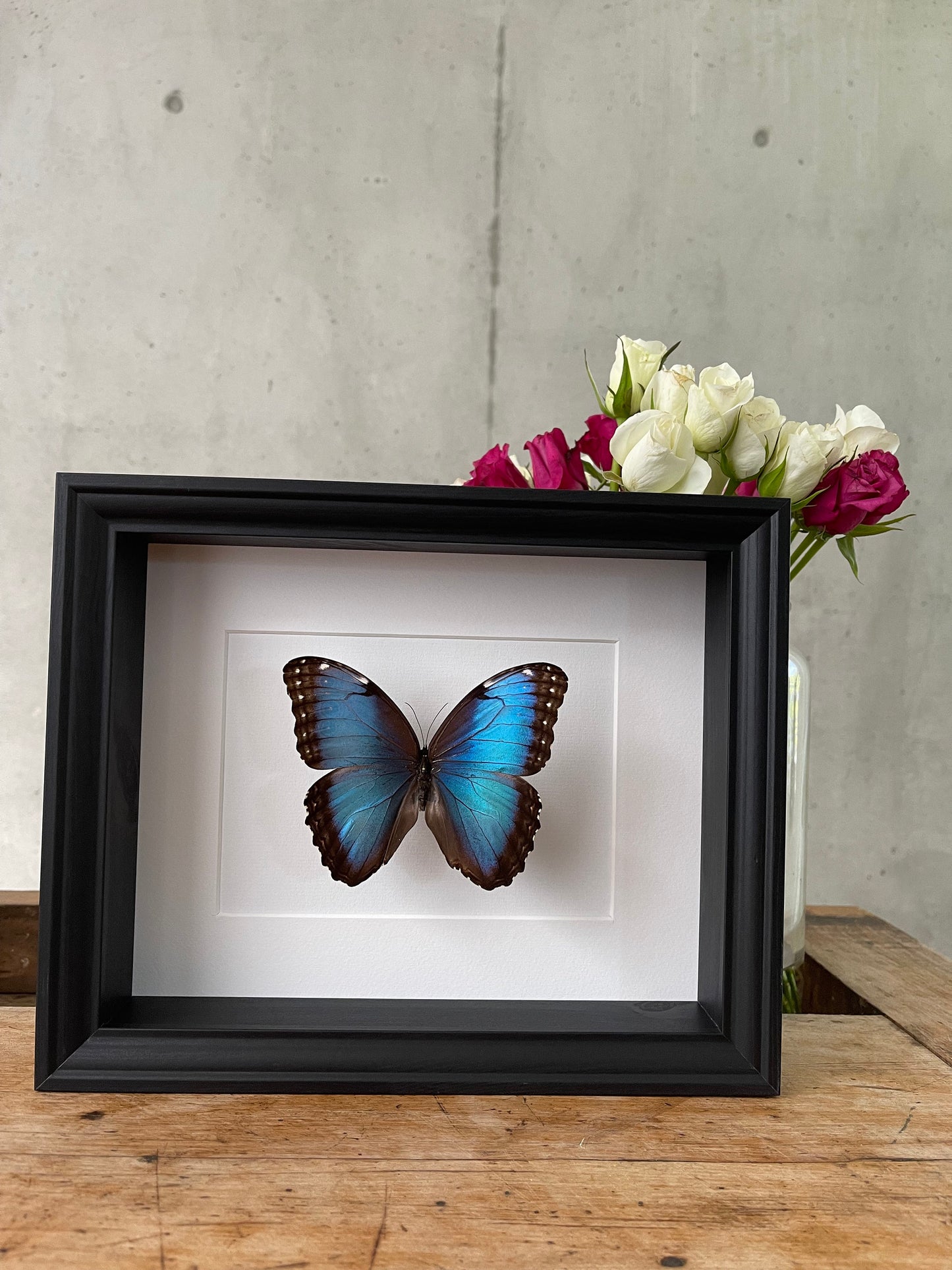 MORPHO HELENOR PELEIDES (Morphofalter / Himmelsfalter) Schmetterling im Rahmen - Präparat - Insekt