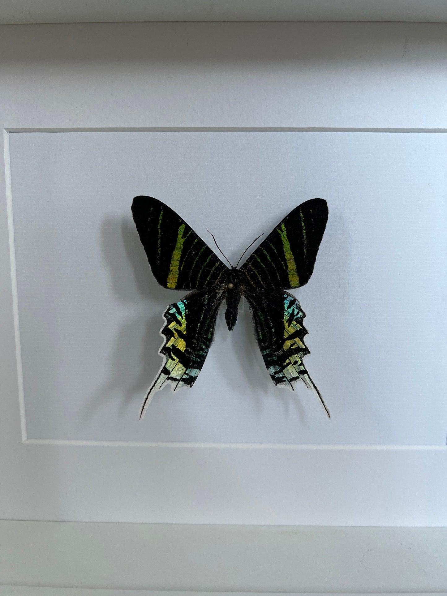 BLAUER REGENBOGENFALTER - Urania leilus - Sonnenuntergangsfalter Schmetterling im Rahmen - Präparat - Insekt