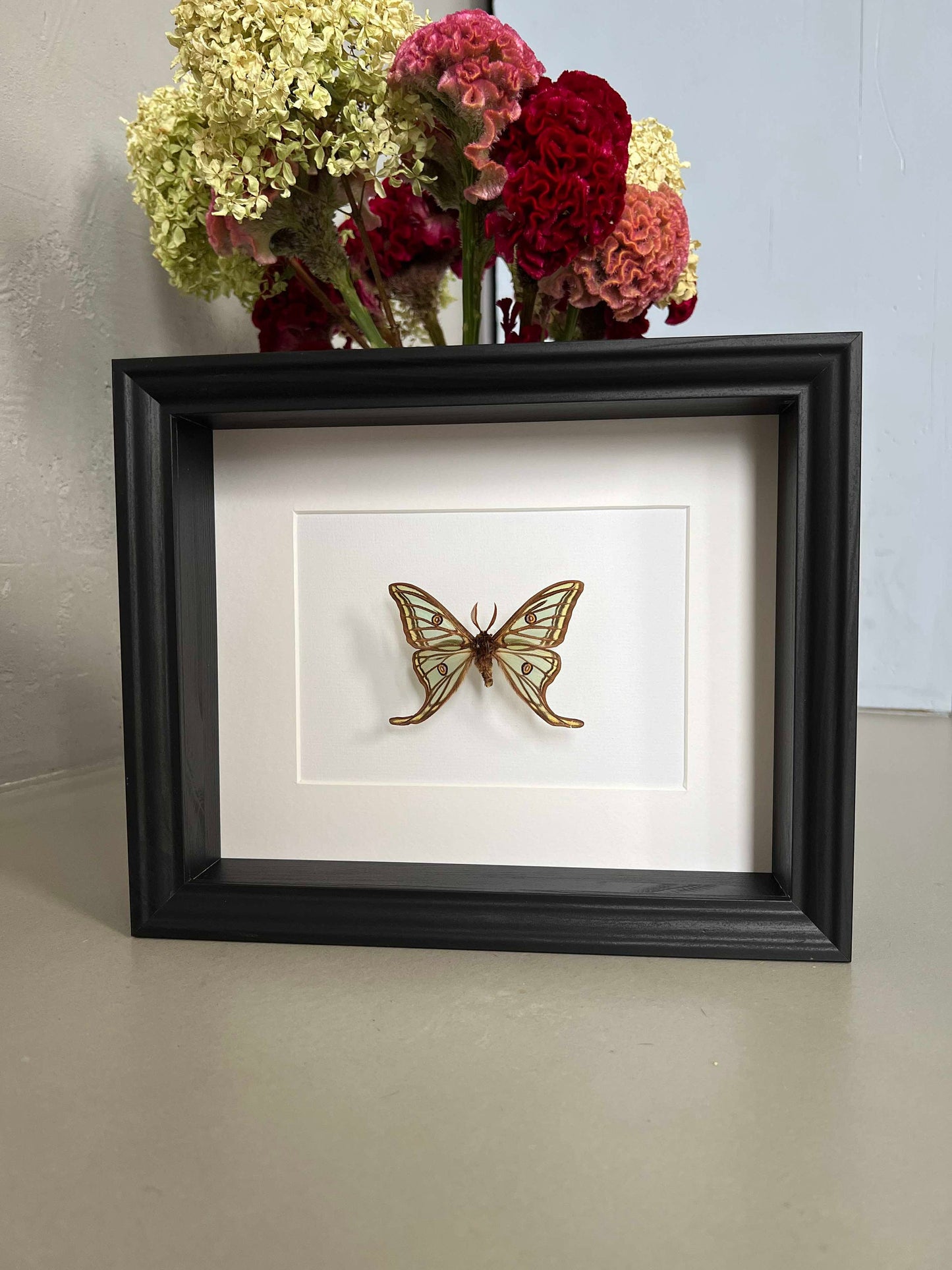 ISABELLASPINNER - Graellsia isabellae - Schmetterling im Rahmen - Präparat - Insekt - Falter