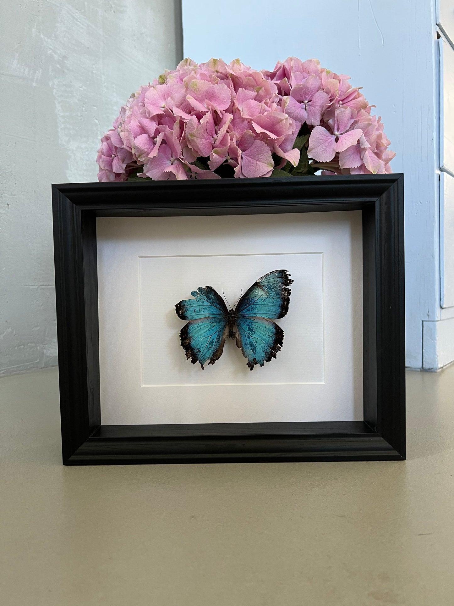 MORPHO HELENOR PELEIDES *besonders Nachhaltig* (Morphofalter / Himmelsfalter) Schmetterling im Rahmen - Präparat - Insekt