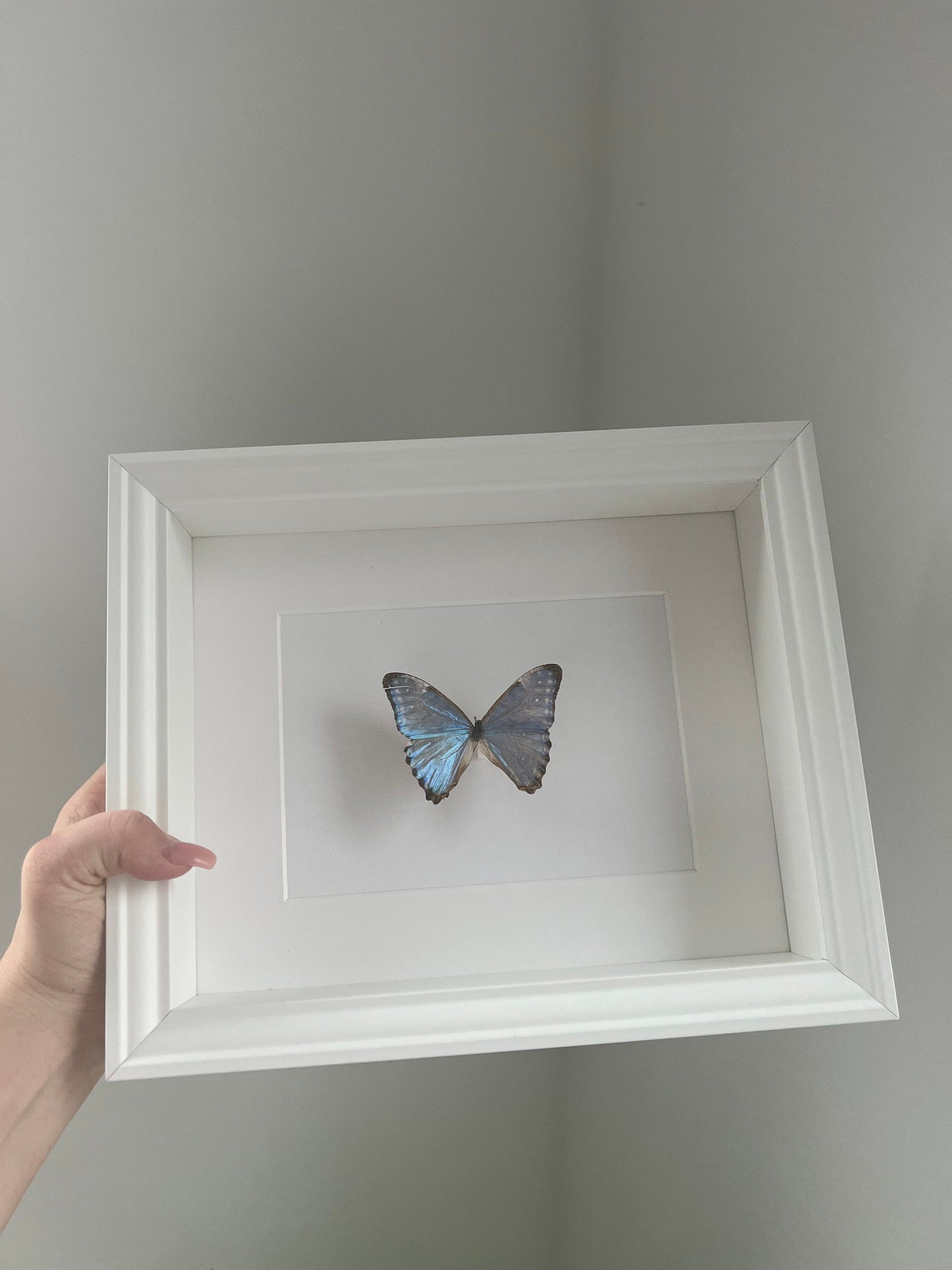 Schmetterling Überraschung - zerflatterte Freunde - Schmetterling im Rahmen - Präparat - Insekt - TikTok