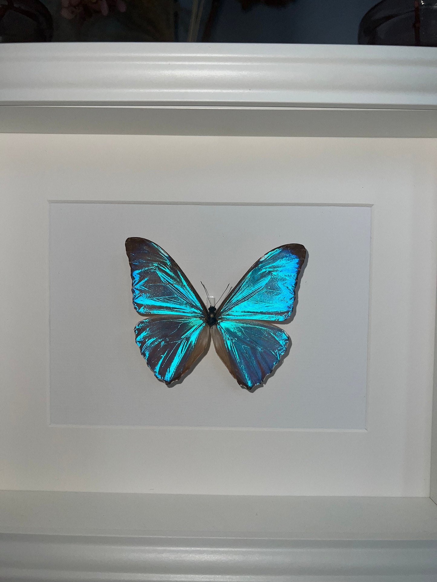 AURORAFALTER - MORPHO AURORA - Schmetterling im Rahmen - Präparat - Insekt