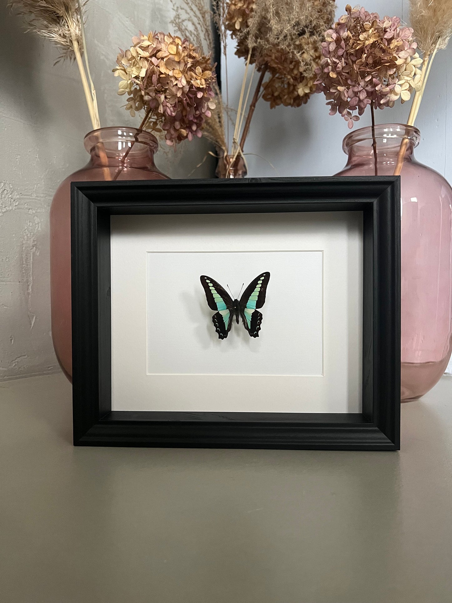 TÜRKISER SCHWALBENSCHWANZ - Graphium milon - Schmetterling im Rahmen - Präparat - Insekt
