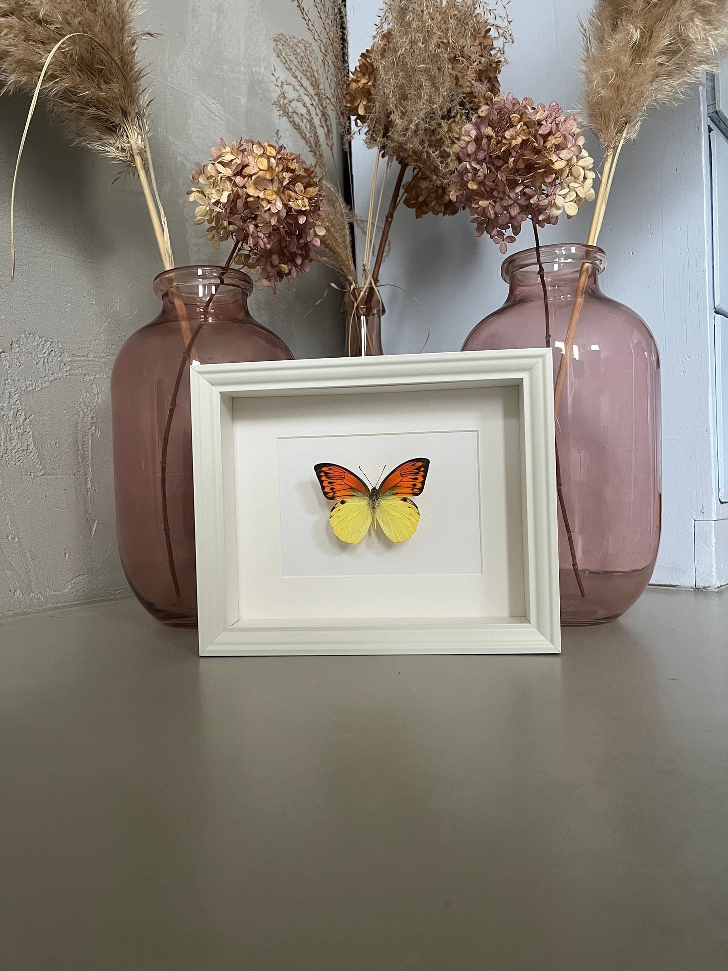 SONNENUNTERGANGSFALTER - Hebomoia leucippe - Schmetterling im Rahmen - Präparat - Insekt - Deko