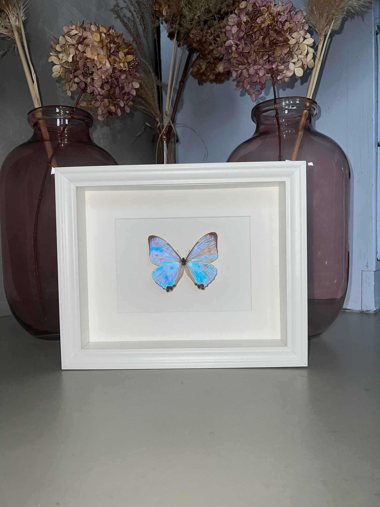 MORPHO sulkowskyi - Schmetterling im Rahmen - Präparat - Insekt