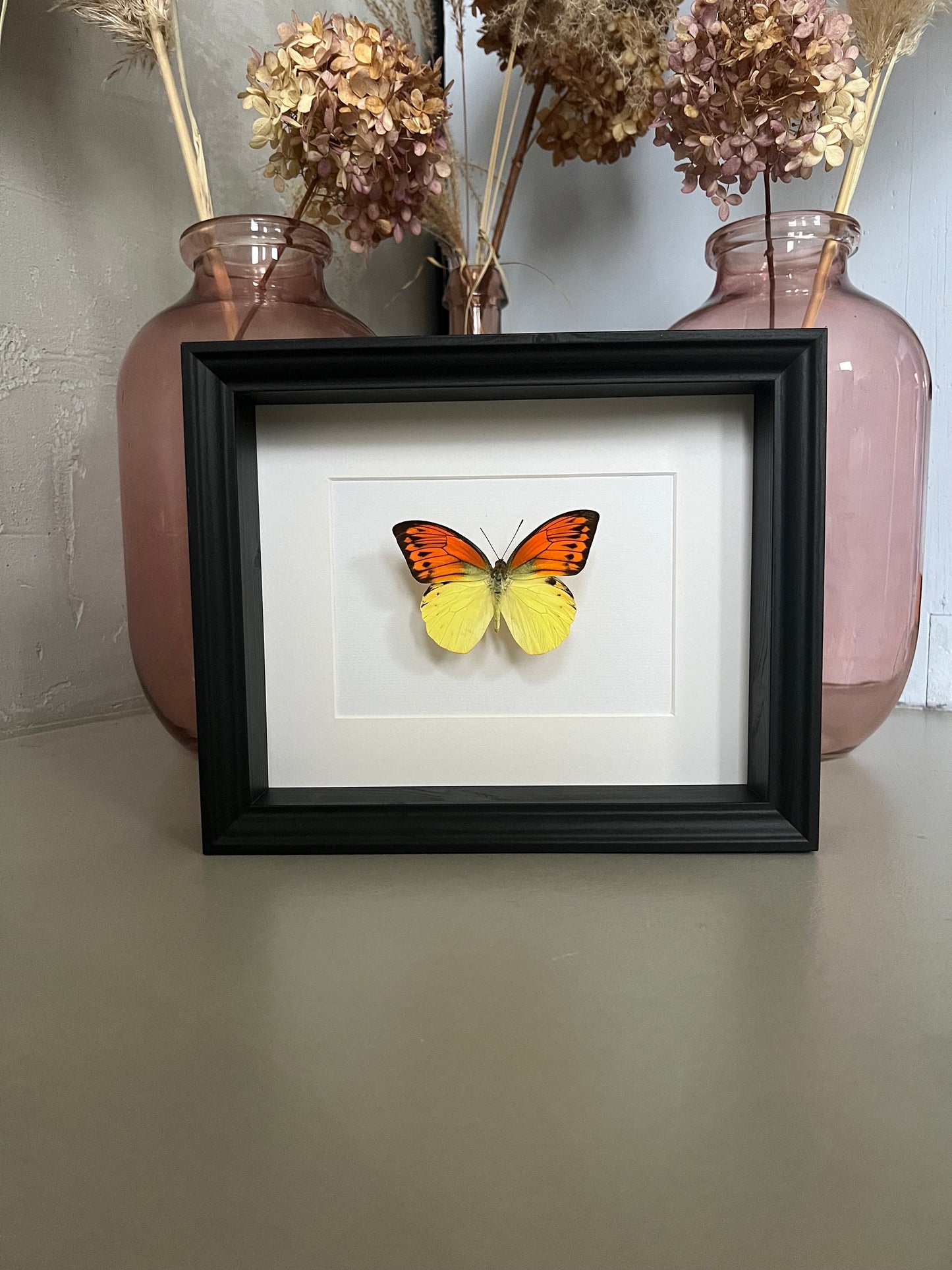 SONNENUNTERGANGSFALTER - Hebomoia leucippe - Schmetterling im Rahmen - Präparat - Insekt - Deko