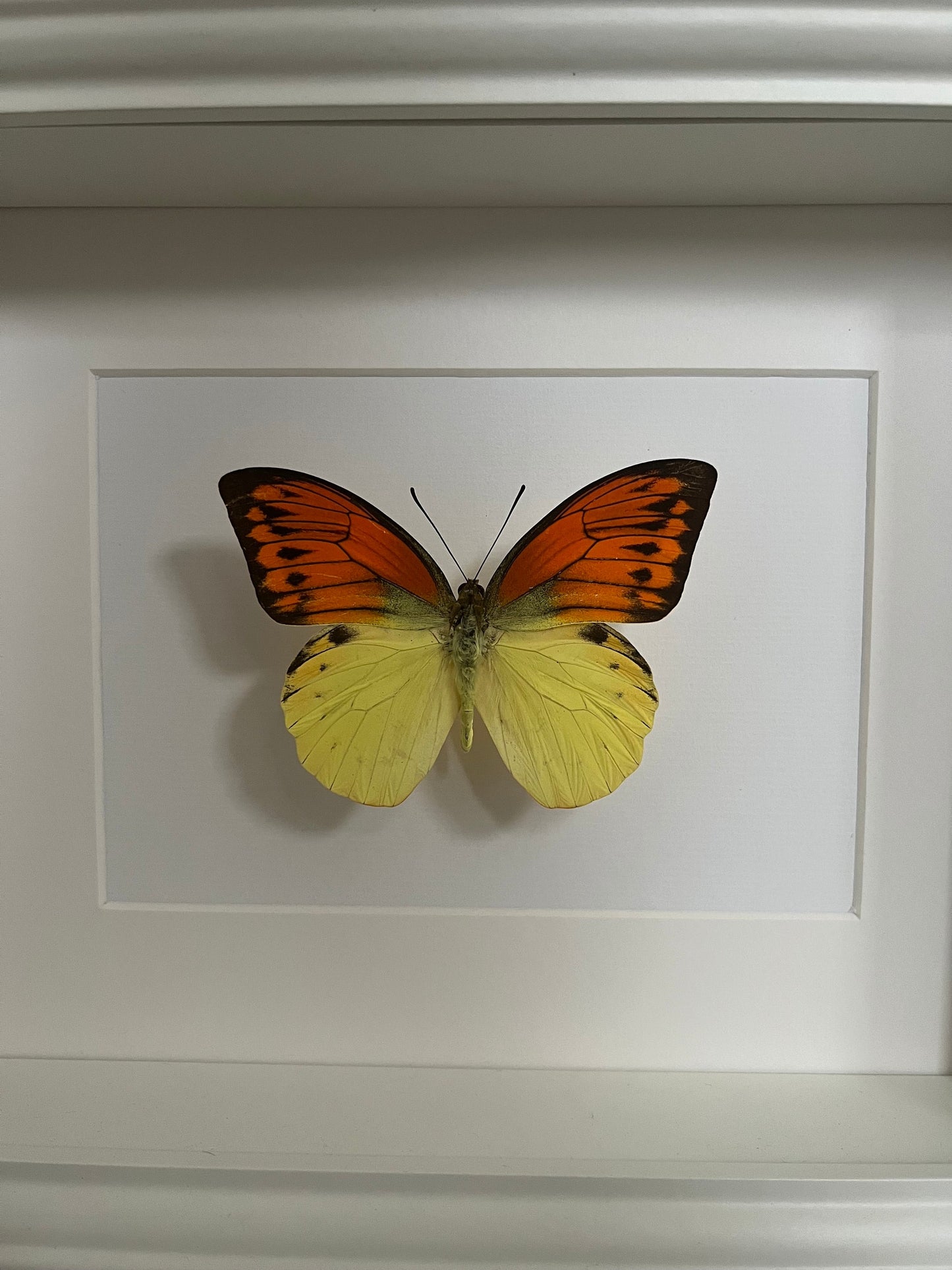 SONNENUNTERGANGSFALTER - Hebomoia leucippe - Schmetterling im Rahmen - Präparat - Insekt - Deko
