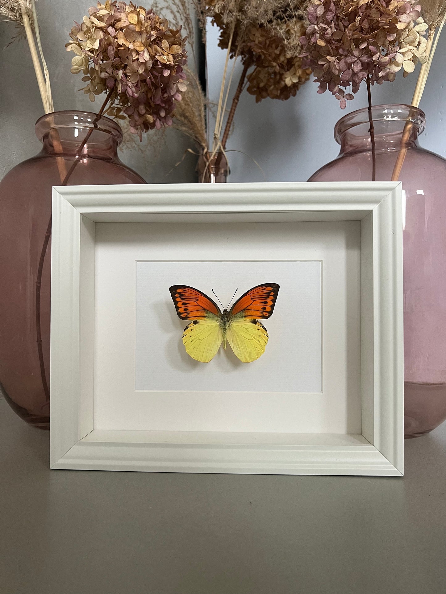 SONNENUNTERGANGSFALTER - Hebomoia leucippe - Schmetterling im Rahmen - Präparat - Insekt - Deko