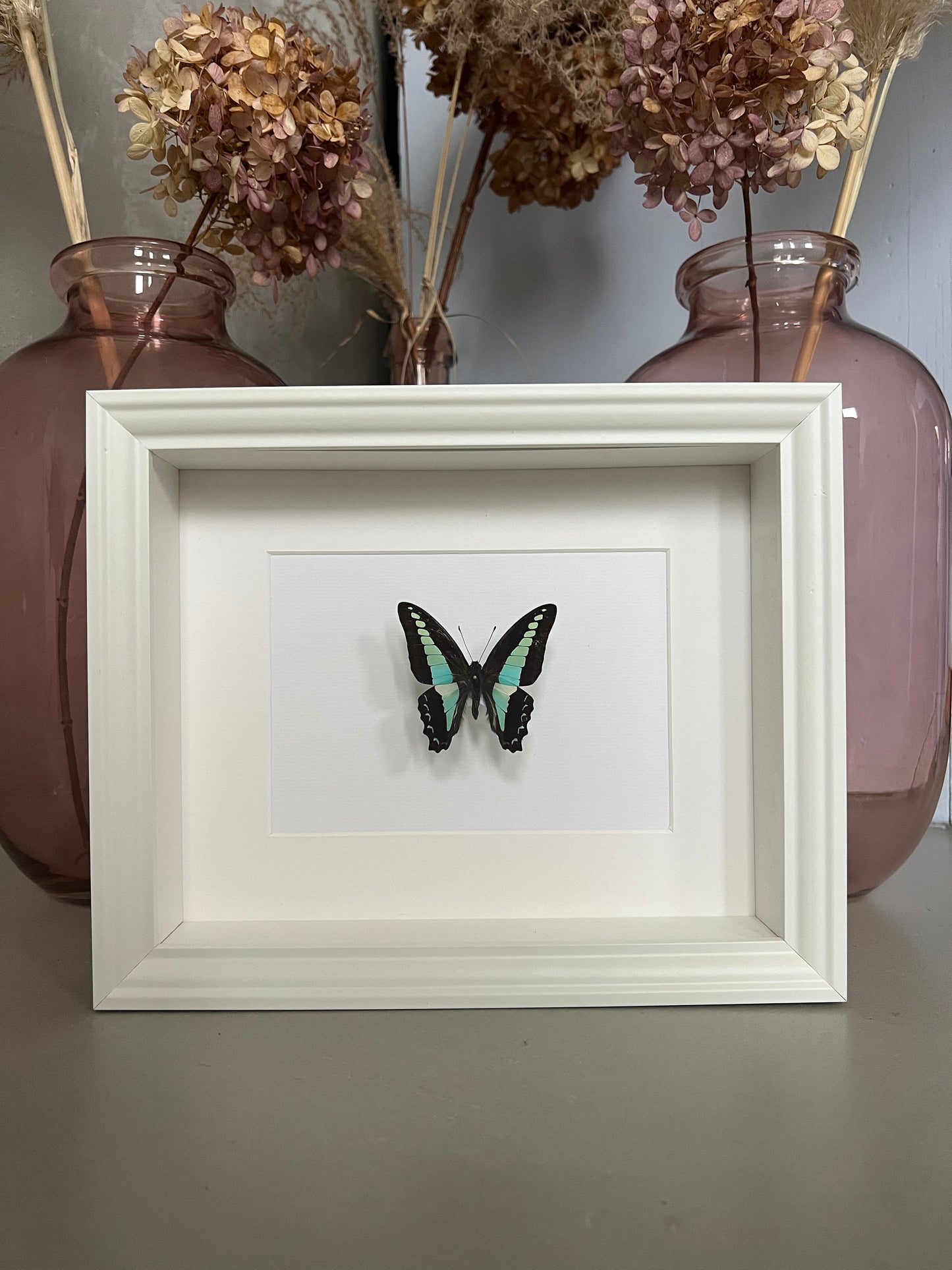 TÜRKISER SCHWALBENSCHWANZ - Graphium milon - Schmetterling im Rahmen - Präparat - Insekt