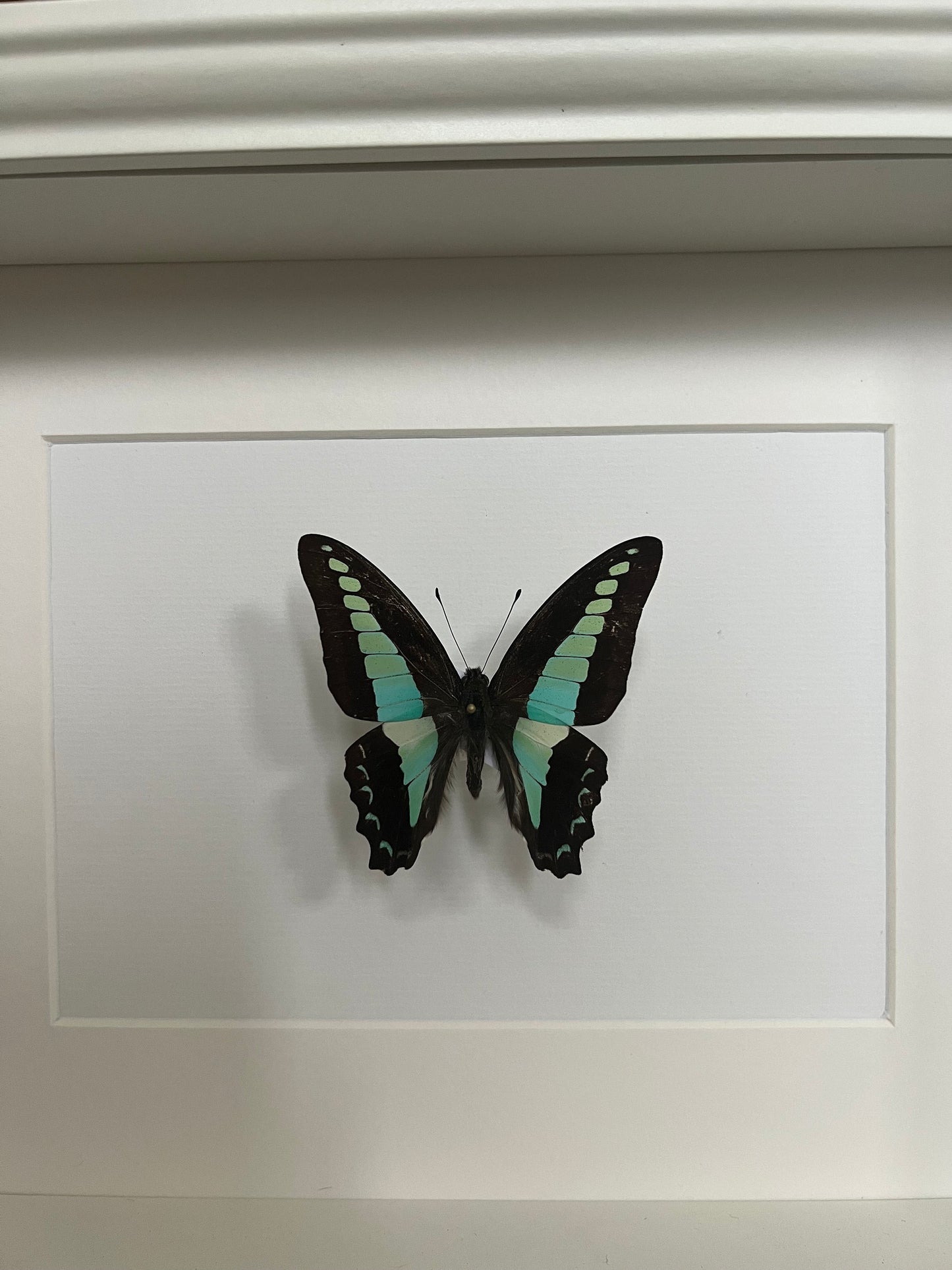 TÜRKISER SCHWALBENSCHWANZ - Graphium milon - Schmetterling im Rahmen - Präparat - Insekt
